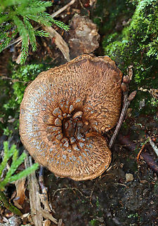 Bitter Hedgehog - Hydnellum scabrosum *Tentative ID based on the blue stipes
Habitat: Growing near the edge of a pond in a shady, mossy deciduous forest with lots of oak (Quercus sp.)
https://www.jungledragon.com/image/135582/bitter_hedgehog_-_hydnellum_scabrosum.html
https://www.jungledragon.com/image/135588/bitter_hedgehog_-_hydnellum_scabrosum.html
https://www.jungledragon.com/image/135587/bitter_hedgehog_-_hydnellum_scabrosum.html
https://www.jungledragon.com/image/135586/bitter_hedgehog_-_hydnellum_scabrosum.html
https://www.jungledragon.com/image/135585/bitter_hedgehog_-_hydnellum_scabrosum.html
https://www.jungledragon.com/image/135584/bitter_hedgehog_-_hydnellum_scabrosum.html Geotagged,Hydnellum,Hydnellum scabrosum,Summer,United States,fungus,mushroom,tooth fungus