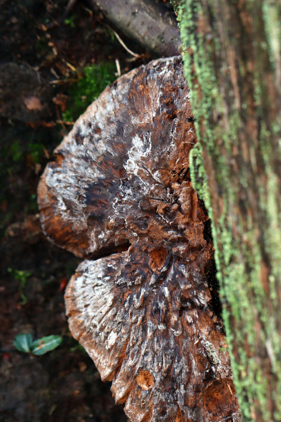 Bitter Hedgehog - Hydnellum scabrosum *Tentative ID based on the blue stipes<br />
<br />
Habitat: Growing near the edge of a pond in a shady, mossy deciduous forest with lots of oak (Quercus sp.)<br />
<figure class="photo"><a href="https://www.jungledragon.com/image/135582/bitter_hedgehog_-_hydnellum_scabrosum.html" title="Bitter Hedgehog - Hydnellum scabrosum"><img src="https://s3.amazonaws.com/media.jungledragon.com/images/3232/135582_thumb.jpg?AWSAccessKeyId=05GMT0V3GWVNE7GGM1R2&Expires=1767225610&Signature=NbpoB5jT0zFFsHi6q1PMe0jEYi4%3D" width="200" height="148" alt="Bitter Hedgehog - Hydnellum scabrosum *Tentative ID based on the blue stipes<br />
<br />
Habitat: Growing near the edge of a pond in a shady, mossy deciduous forest with lots of oak (Quercus sp.)<br />
<br />
https://www.jungledragon.com/image/135582/bitter_hedgehog_-_hydnellum_scabrosum.html<br />
https://www.jungledragon.com/image/135588/bitter_hedgehog_-_hydnellum_scabrosum.html<br />
https://www.jungledragon.com/image/135587/bitter_hedgehog_-_hydnellum_scabrosum.html<br />
https://www.jungledragon.com/image/135586/bitter_hedgehog_-_hydnellum_scabrosum.html<br />
https://www.jungledragon.com/image/135585/bitter_hedgehog_-_hydnellum_scabrosum.html<br />
https://www.jungledragon.com/image/135584/bitter_hedgehog_-_hydnellum_scabrosum.html Bitter Hedgehog,Geotagged,Hydnellum scabrosum,Summer,United States" /></a></figure><br />
<figure class="photo"><a href="https://www.jungledragon.com/image/135588/bitter_hedgehog_-_hydnellum_scabrosum.html" title="Bitter Hedgehog - Hydnellum scabrosum"><img src="https://s3.amazonaws.com/media.jungledragon.com/images/3232/135588_thumb.jpg?AWSAccessKeyId=05GMT0V3GWVNE7GGM1R2&Expires=1767225610&Signature=hLT1WGL3NBkZPQcCYOiHnpX8Qsg%3D" width="114" height="152" alt="Bitter Hedgehog - Hydnellum scabrosum *Tentative ID based on the blue stipes<br />
<br />
Habitat: Growing near the edge of a pond in a shady, mossy deciduous forest with lots of oak (Quercus sp.)<br />
https://www.jungledragon.com/image/135582/bitter_hedgehog_-_hydnellum_scabrosum.html<br />
https://www.jungledragon.com/image/135588/bitter_hedgehog_-_hydnellum_scabrosum.html<br />
https://www.jungledragon.com/image/135587/bitter_hedgehog_-_hydnellum_scabrosum.html<br />
https://www.jungledragon.com/image/135586/bitter_hedgehog_-_hydnellum_scabrosum.html<br />
https://www.jungledragon.com/image/135585/bitter_hedgehog_-_hydnellum_scabrosum.html<br />
https://www.jungledragon.com/image/135584/bitter_hedgehog_-_hydnellum_scabrosum.html Bitter Hedgehog,Geotagged,Hydnellum scabrosum,Summer,United States" /></a></figure><br />
<figure class="photo"><a href="https://www.jungledragon.com/image/135587/bitter_hedgehog_-_hydnellum_scabrosum.html" title="Bitter Hedgehog - Hydnellum scabrosum"><img src="https://s3.amazonaws.com/media.jungledragon.com/images/3232/135587_thumb.jpg?AWSAccessKeyId=05GMT0V3GWVNE7GGM1R2&Expires=1767225610&Signature=1KBcFJV5XXm8AdEPVYBNzw5aIlA%3D" width="102" height="152" alt="Bitter Hedgehog - Hydnellum scabrosum *Tentative ID based on the blue stipes<br />
<br />
Habitat: Growing near the edge of a pond in a shady, mossy deciduous forest with lots of oak (Quercus sp.)<br />
https://www.jungledragon.com/image/135582/bitter_hedgehog_-_hydnellum_scabrosum.html<br />
https://www.jungledragon.com/image/135588/bitter_hedgehog_-_hydnellum_scabrosum.html<br />
https://www.jungledragon.com/image/135587/bitter_hedgehog_-_hydnellum_scabrosum.html<br />
https://www.jungledragon.com/image/135586/bitter_hedgehog_-_hydnellum_scabrosum.html<br />
https://www.jungledragon.com/image/135585/bitter_hedgehog_-_hydnellum_scabrosum.html<br />
https://www.jungledragon.com/image/135584/bitter_hedgehog_-_hydnellum_scabrosum.html Geotagged,Hydnellum scabrosum,Hydnellum scabrosum3,Summer,United States" /></a></figure><br />
<figure class="photo"><a href="https://www.jungledragon.com/image/135586/bitter_hedgehog_-_hydnellum_scabrosum.html" title="Bitter Hedgehog - Hydnellum scabrosum"><img src="https://s3.amazonaws.com/media.jungledragon.com/images/3232/135586_thumb.jpg?AWSAccessKeyId=05GMT0V3GWVNE7GGM1R2&Expires=1767225610&Signature=txc%2BMx%2FyJSjswlVnItBWWIQg%2Frc%3D" width="106" height="152" alt="Bitter Hedgehog - Hydnellum scabrosum *Tentative ID based on the blue stipes<br />
<br />
Habitat: Growing near the edge of a pond in a shady, mossy deciduous forest with lots of oak (Quercus sp.)<br />
https://www.jungledragon.com/image/135582/bitter_hedgehog_-_hydnellum_scabrosum.html<br />
https://www.jungledragon.com/image/135588/bitter_hedgehog_-_hydnellum_scabrosum.html<br />
https://www.jungledragon.com/image/135587/bitter_hedgehog_-_hydnellum_scabrosum.html<br />
https://www.jungledragon.com/image/135586/bitter_hedgehog_-_hydnellum_scabrosum.html<br />
https://www.jungledragon.com/image/135585/bitter_hedgehog_-_hydnellum_scabrosum.html<br />
https://www.jungledragon.com/image/135584/bitter_hedgehog_-_hydnellum_scabrosum.html Geotagged,Hydnellum,Hydnellum scabrosum,Summer,United States,fungus,mushroom,tooth fungus" /></a></figure><br />
<figure class="photo"><a href="https://www.jungledragon.com/image/135585/bitter_hedgehog_-_hydnellum_scabrosum.html" title="Bitter Hedgehog - Hydnellum scabrosum"><img src="https://s3.amazonaws.com/media.jungledragon.com/images/3232/135585_thumb.jpg?AWSAccessKeyId=05GMT0V3GWVNE7GGM1R2&Expires=1767225610&Signature=DPrZjhef6B%2FL0%2FhdtNEsp5aw8t4%3D" width="118" height="152" alt="Bitter Hedgehog - Hydnellum scabrosum *Tentative ID based on the blue stipes<br />
<br />
Habitat: Growing near the edge of a pond in a shady, mossy deciduous forest with lots of oak (Quercus sp.)<br />
https://www.jungledragon.com/image/135582/bitter_hedgehog_-_hydnellum_scabrosum.html<br />
https://www.jungledragon.com/image/135588/bitter_hedgehog_-_hydnellum_scabrosum.html<br />
https://www.jungledragon.com/image/135587/bitter_hedgehog_-_hydnellum_scabrosum.html<br />
https://www.jungledragon.com/image/135586/bitter_hedgehog_-_hydnellum_scabrosum.html<br />
https://www.jungledragon.com/image/135585/bitter_hedgehog_-_hydnellum_scabrosum.html<br />
https://www.jungledragon.com/image/135584/bitter_hedgehog_-_hydnellum_scabrosum.html Geotagged,Hydnellum scabrosum,Summer,United States" /></a></figure><br />
<figure class="photo"><a href="https://www.jungledragon.com/image/135584/bitter_hedgehog_-_hydnellum_scabrosum.html" title="Bitter Hedgehog - Hydnellum scabrosum"><img src="https://s3.amazonaws.com/media.jungledragon.com/images/3232/135584_thumb.jpg?AWSAccessKeyId=05GMT0V3GWVNE7GGM1R2&Expires=1767225610&Signature=2QVXCCtg%2FcZ78rgjxTNmRn4TG1A%3D" width="200" height="154" alt="Bitter Hedgehog - Hydnellum scabrosum *Tentative ID based on the blue stipes<br />
<br />
Habitat: Growing near the edge of a pond in a shady, mossy deciduous forest with lots of oak (Quercus sp.)<br />
https://www.jungledragon.com/image/135582/bitter_hedgehog_-_hydnellum_scabrosum.html<br />
https://www.jungledragon.com/image/135588/bitter_hedgehog_-_hydnellum_scabrosum.html<br />
https://www.jungledragon.com/image/135587/bitter_hedgehog_-_hydnellum_scabrosum.html<br />
https://www.jungledragon.com/image/135586/bitter_hedgehog_-_hydnellum_scabrosum.html<br />
https://www.jungledragon.com/image/135585/bitter_hedgehog_-_hydnellum_scabrosum.html<br />
https://www.jungledragon.com/image/135584/bitter_hedgehog_-_hydnellum_scabrosum.html Geotagged,Hydnellum scabrosum,Summer,United States" /></a></figure> Geotagged,Hydnellum scabrosum,Hydnellum scabrosum3,Summer,United States
