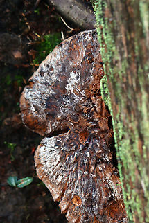 Bitter Hedgehog - Hydnellum scabrosum *Tentative ID based on the blue stipes

Habitat: Growing near the edge of a pond in a shady, mossy deciduous forest with lots of oak (Quercus sp.)
https://www.jungledragon.com/image/135582/bitter_hedgehog_-_hydnellum_scabrosum.html
https://www.jungledragon.com/image/135588/bitter_hedgehog_-_hydnellum_scabrosum.html
https://www.jungledragon.com/image/135587/bitter_hedgehog_-_hydnellum_scabrosum.html
https://www.jungledragon.com/image/135586/bitter_hedgehog_-_hydnellum_scabrosum.html
https://www.jungledragon.com/image/135585/bitter_hedgehog_-_hydnellum_scabrosum.html
https://www.jungledragon.com/image/135584/bitter_hedgehog_-_hydnellum_scabrosum.html Geotagged,Hydnellum scabrosum,Hydnellum scabrosum3,Summer,United States