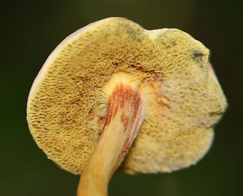 Xerocomellus truncatus *Tentative ID

Before being touched, the pores are yellow.

Habitat: Mixed forest with lots of oak and eastern hemlock
https://www.jungledragon.com/image/135626/xerocomellus_chrysenteron.html
https://www.jungledragon.com/image/135629/xerocomellus_chrysenteron.html
https://www.jungledragon.com/image/135628/xerocomellus_chrysenteron.html
https://www.jungledragon.com/image/135627/xerocomellus_chrysenteron.html Geotagged,Summer,United States,Xerocomellus,Xerocomellus truncatus
