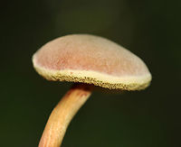 Xerocomellus truncatus *Tentative ID<br />
<br />
Habitat: Mixed forest with lots of oak and eastern hemlock<br />
https://www.jungledragon.com/image/135626/xerocomellus_chrysenteron.html<br />
https://www.jungledragon.com/image/135629/xerocomellus_chrysenteron.html<br />
https://www.jungledragon.com/image/135628/xerocomellus_chrysenteron.html<br />
https://www.jungledragon.com/image/135627/xerocomellus_chrysenteron.html Geotagged,Summer,United States,Xerocomellus chrysenteron,Xerocomellus truncatus