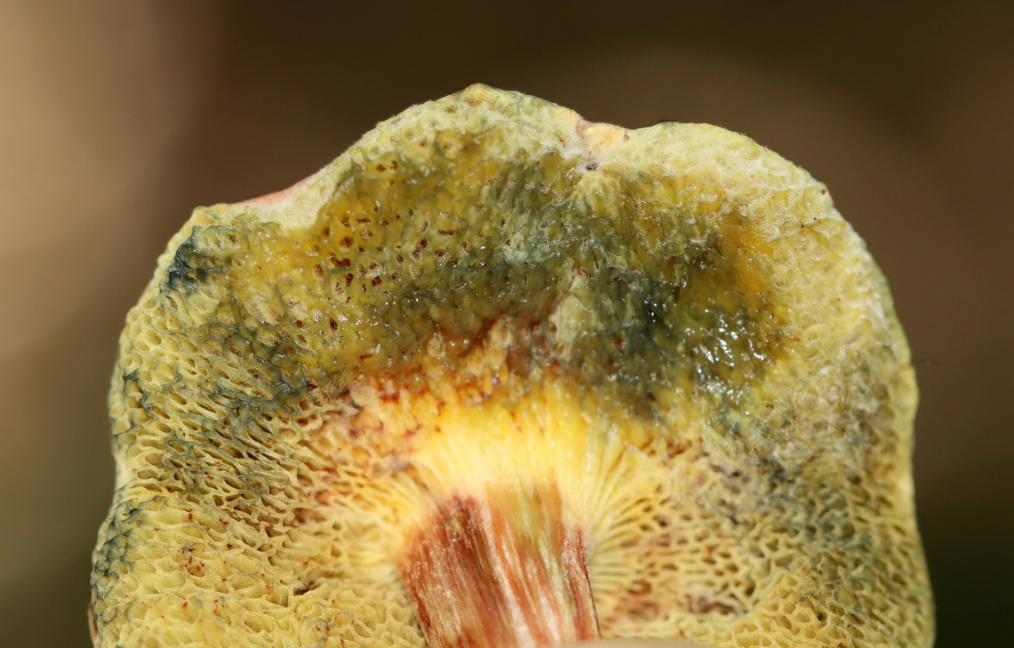 Xerocomellus truncatus *Tentative ID<br />
<br />
When touched, the pores rapidly bruise and turn to mush.<br />
<br />
Habitat: Mixed forest with lots of oak and eastern hemlock<br />
<figure class="photo"><a href="https://www.jungledragon.com/image/135626/xerocomellus_truncatus.html" title="Xerocomellus truncatus"><img src="https://s3.amazonaws.com/media.jungledragon.com/images/3232/135626_thumb.jpg?AWSAccessKeyId=05GMT0V3GWVNE7GGM1R2&Expires=1769040010&Signature=IidKAU%2BuhOKLmvR8VhvOVsXkj2E%3D" width="200" height="162" alt="Xerocomellus truncatus *Tentative ID<br />
<br />
Before being touched, the pores are yellow.<br />
<br />
Habitat: Mixed forest with lots of oak and eastern hemlock<br />
https://www.jungledragon.com/image/135626/xerocomellus_chrysenteron.html<br />
https://www.jungledragon.com/image/135629/xerocomellus_chrysenteron.html<br />
https://www.jungledragon.com/image/135628/xerocomellus_chrysenteron.html<br />
https://www.jungledragon.com/image/135627/xerocomellus_chrysenteron.html Geotagged,Summer,United States,Xerocomellus,Xerocomellus truncatus" /></a></figure><br />
<figure class="photo"><a href="https://www.jungledragon.com/image/135629/xerocomellus_truncatus.html" title="Xerocomellus truncatus"><img src="https://s3.amazonaws.com/media.jungledragon.com/images/3232/135629_thumb.jpg?AWSAccessKeyId=05GMT0V3GWVNE7GGM1R2&Expires=1769040010&Signature=cEZB5FHWLbGRYlXilgadOFVGJUI%3D" width="200" height="144" alt="Xerocomellus truncatus Ignore my swollen, mottled hands -- I have autoimmune disease which makes my hands look like this during flare-ups. Creepy ;P<br />
<br />
*Tentative ID<br />
<br />
Habitat: Mixed forest with lots of oak and eastern hemlock<br />
https://www.jungledragon.com/image/135626/xerocomellus_chrysenteron.html<br />
https://www.jungledragon.com/image/135629/xerocomellus_chrysenteron.html<br />
https://www.jungledragon.com/image/135628/xerocomellus_chrysenteron.html<br />
https://www.jungledragon.com/image/135627/xerocomellus_chrysenteron.html Geotagged,Summer,United States,Xerocomellus,Xerocomellus chrysenteron,Xerocomellus truncatus,fungus,mushroom" /></a></figure><br />
<figure class="photo"><a href="https://www.jungledragon.com/image/135628/xerocomellus_truncatus.html" title="Xerocomellus truncatus"><img src="https://s3.amazonaws.com/media.jungledragon.com/images/3232/135628_thumb.jpg?AWSAccessKeyId=05GMT0V3GWVNE7GGM1R2&Expires=1769040010&Signature=4S%2FFuynh5vHUy40ofcOmy2n%2FmaI%3D" width="200" height="128" alt="Xerocomellus truncatus *Tentative ID<br />
<br />
When touched, the pores rapidly bruise and turn to mush.<br />
<br />
Habitat: Mixed forest with lots of oak and eastern hemlock<br />
https://www.jungledragon.com/image/135626/xerocomellus_chrysenteron.html<br />
https://www.jungledragon.com/image/135629/xerocomellus_chrysenteron.html<br />
https://www.jungledragon.com/image/135628/xerocomellus_chrysenteron.html<br />
https://www.jungledragon.com/image/135627/xerocomellus_chrysenteron.html Geotagged,Summer,United States,Xerocomellus chrysenteron,Xerocomellus truncatus" /></a></figure><br />
<figure class="photo"><a href="https://www.jungledragon.com/image/135627/xerocomellus_truncatus.html" title="Xerocomellus truncatus"><img src="https://s3.amazonaws.com/media.jungledragon.com/images/3232/135627_thumb.jpg?AWSAccessKeyId=05GMT0V3GWVNE7GGM1R2&Expires=1769040010&Signature=mBrTIxtKrG%2FIejXIz5SfctlN3qY%3D" width="200" height="164" alt="Xerocomellus truncatus *Tentative ID<br />
<br />
Habitat: Mixed forest with lots of oak and eastern hemlock<br />
https://www.jungledragon.com/image/135626/xerocomellus_chrysenteron.html<br />
https://www.jungledragon.com/image/135629/xerocomellus_chrysenteron.html<br />
https://www.jungledragon.com/image/135628/xerocomellus_chrysenteron.html<br />
https://www.jungledragon.com/image/135627/xerocomellus_chrysenteron.html Geotagged,Summer,United States,Xerocomellus chrysenteron,Xerocomellus truncatus" /></a></figure> Geotagged,Summer,United States,Xerocomellus chrysenteron,Xerocomellus truncatus