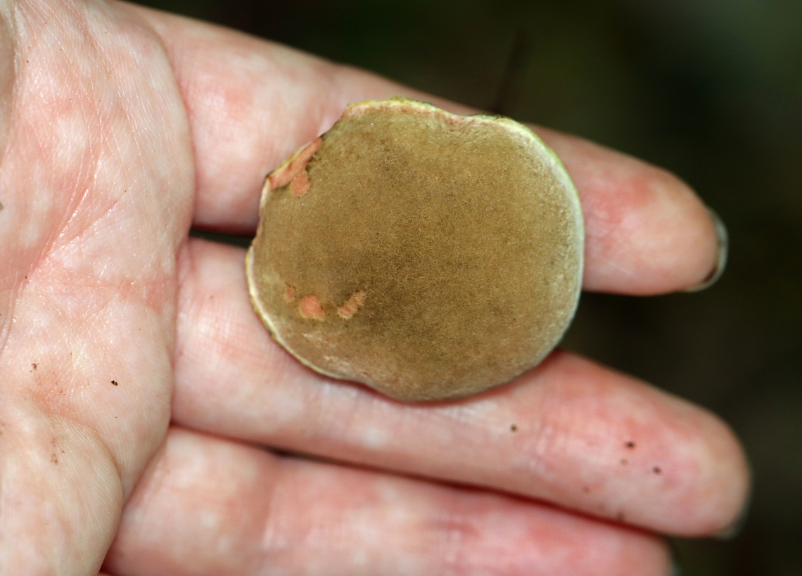 Xerocomellus truncatus Ignore my swollen, mottled hands -- I have autoimmune disease which makes my hands look like this during flare-ups. Creepy ;P<br />
<br />
*Tentative ID<br />
<br />
Habitat: Mixed forest with lots of oak and eastern hemlock<br />
<figure class="photo"><a href="https://www.jungledragon.com/image/135626/xerocomellus_truncatus.html" title="Xerocomellus truncatus"><img src="https://s3.amazonaws.com/media.jungledragon.com/images/3232/135626_thumb.jpg?AWSAccessKeyId=05GMT0V3GWVNE7GGM1R2&Expires=1769040010&Signature=IidKAU%2BuhOKLmvR8VhvOVsXkj2E%3D" width="200" height="162" alt="Xerocomellus truncatus *Tentative ID<br />
<br />
Before being touched, the pores are yellow.<br />
<br />
Habitat: Mixed forest with lots of oak and eastern hemlock<br />
https://www.jungledragon.com/image/135626/xerocomellus_chrysenteron.html<br />
https://www.jungledragon.com/image/135629/xerocomellus_chrysenteron.html<br />
https://www.jungledragon.com/image/135628/xerocomellus_chrysenteron.html<br />
https://www.jungledragon.com/image/135627/xerocomellus_chrysenteron.html Geotagged,Summer,United States,Xerocomellus,Xerocomellus truncatus" /></a></figure><br />
<figure class="photo"><a href="https://www.jungledragon.com/image/135629/xerocomellus_truncatus.html" title="Xerocomellus truncatus"><img src="https://s3.amazonaws.com/media.jungledragon.com/images/3232/135629_thumb.jpg?AWSAccessKeyId=05GMT0V3GWVNE7GGM1R2&Expires=1769040010&Signature=cEZB5FHWLbGRYlXilgadOFVGJUI%3D" width="200" height="144" alt="Xerocomellus truncatus Ignore my swollen, mottled hands -- I have autoimmune disease which makes my hands look like this during flare-ups. Creepy ;P<br />
<br />
*Tentative ID<br />
<br />
Habitat: Mixed forest with lots of oak and eastern hemlock<br />
https://www.jungledragon.com/image/135626/xerocomellus_chrysenteron.html<br />
https://www.jungledragon.com/image/135629/xerocomellus_chrysenteron.html<br />
https://www.jungledragon.com/image/135628/xerocomellus_chrysenteron.html<br />
https://www.jungledragon.com/image/135627/xerocomellus_chrysenteron.html Geotagged,Summer,United States,Xerocomellus,Xerocomellus chrysenteron,Xerocomellus truncatus,fungus,mushroom" /></a></figure><br />
<figure class="photo"><a href="https://www.jungledragon.com/image/135628/xerocomellus_truncatus.html" title="Xerocomellus truncatus"><img src="https://s3.amazonaws.com/media.jungledragon.com/images/3232/135628_thumb.jpg?AWSAccessKeyId=05GMT0V3GWVNE7GGM1R2&Expires=1769040010&Signature=4S%2FFuynh5vHUy40ofcOmy2n%2FmaI%3D" width="200" height="128" alt="Xerocomellus truncatus *Tentative ID<br />
<br />
When touched, the pores rapidly bruise and turn to mush.<br />
<br />
Habitat: Mixed forest with lots of oak and eastern hemlock<br />
https://www.jungledragon.com/image/135626/xerocomellus_chrysenteron.html<br />
https://www.jungledragon.com/image/135629/xerocomellus_chrysenteron.html<br />
https://www.jungledragon.com/image/135628/xerocomellus_chrysenteron.html<br />
https://www.jungledragon.com/image/135627/xerocomellus_chrysenteron.html Geotagged,Summer,United States,Xerocomellus chrysenteron,Xerocomellus truncatus" /></a></figure><br />
<figure class="photo"><a href="https://www.jungledragon.com/image/135627/xerocomellus_truncatus.html" title="Xerocomellus truncatus"><img src="https://s3.amazonaws.com/media.jungledragon.com/images/3232/135627_thumb.jpg?AWSAccessKeyId=05GMT0V3GWVNE7GGM1R2&Expires=1769040010&Signature=mBrTIxtKrG%2FIejXIz5SfctlN3qY%3D" width="200" height="164" alt="Xerocomellus truncatus *Tentative ID<br />
<br />
Habitat: Mixed forest with lots of oak and eastern hemlock<br />
https://www.jungledragon.com/image/135626/xerocomellus_chrysenteron.html<br />
https://www.jungledragon.com/image/135629/xerocomellus_chrysenteron.html<br />
https://www.jungledragon.com/image/135628/xerocomellus_chrysenteron.html<br />
https://www.jungledragon.com/image/135627/xerocomellus_chrysenteron.html Geotagged,Summer,United States,Xerocomellus chrysenteron,Xerocomellus truncatus" /></a></figure> Geotagged,Summer,United States,Xerocomellus,Xerocomellus chrysenteron,Xerocomellus truncatus,fungus,mushroom