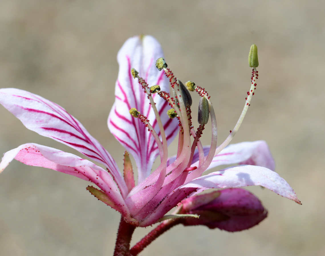 Gas Plant - Dictamnus albus Stems are topped by terminal racemes of fragrant, 5-petaled light pink flowers that have darker pink stripes. The flowers emit a flammable oil, which can be ignited - resulting in a brief vapor burn that is harmless to the plant.<br />
<br />
Habitat: garden Burning bush,Dictamnus,Dictamnus albus,Geotagged,Spring,United States