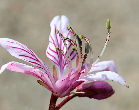 Gas Plant - Dictamnus albus Stems are topped by terminal racemes of fragrant, 5-petaled light pink flowers that have darker pink stripes. The flowers emit a flammable oil, which can be ignited - resulting in a brief vapor burn that is harmless to the plant.

Habitat: garden Burning bush,Dictamnus,Dictamnus albus,Geotagged,Spring,United States