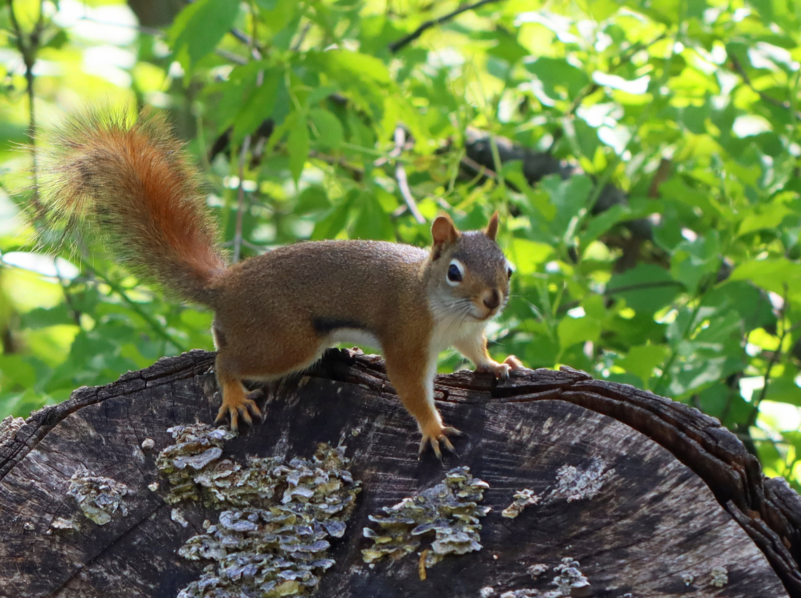 Red Squirrel - Tamiasciurus hudsonicus I only had my macro lens with me, but this cutie was more curious than scared and let me get pretty close.<br />
<br />
Habitat: Forest/meadow edge American red squirrel,Geotagged,Spring,Tamiasciurus,Tamiasciurus hudsonicus,United States,red squirrel,squirrel