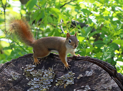 Red Squirrel - Tamiasciurus hudsonicus I only had my macro lens with me, but this cutie was more curious than scared and let me get pretty close.

Habitat: Forest/meadow edge American red squirrel,Geotagged,Spring,Tamiasciurus,Tamiasciurus hudsonicus,United States,red squirrel,squirrel