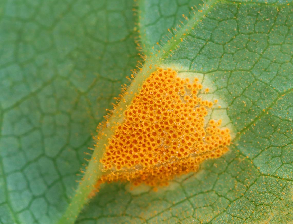 Mayapple Rust - Allodus podophylli This fungus disfigures the plant, but doesn&#039;t seem to cause any real harm.<br />
<br />
Habitat: On mayapple (Podophyllum peltatum) leaves Allodus podophylli,Geotagged,Mayapple Rust,Podophyllum peltatum,Spring,United States,fungus,mayapple,rust