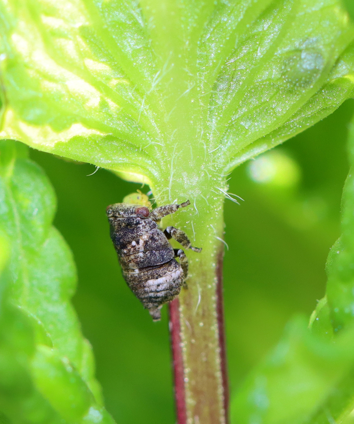 Planthopper Nymph - Family Acanaloniidae, Acanalonia sp.? I&#039;m having trouble IDing this nymph. <br />
<br />
Habitat: Garden Geotagged,Spring,United States,acanaloniidae,nymph,planthopper,planthopper nymph