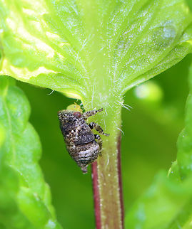 Planthopper Nymph - Family Acanaloniidae, Acanalonia sp.? I'm having trouble IDing this nymph. 

Habitat: Garden Geotagged,Spring,United States,acanaloniidae,nymph,planthopper,planthopper nymph