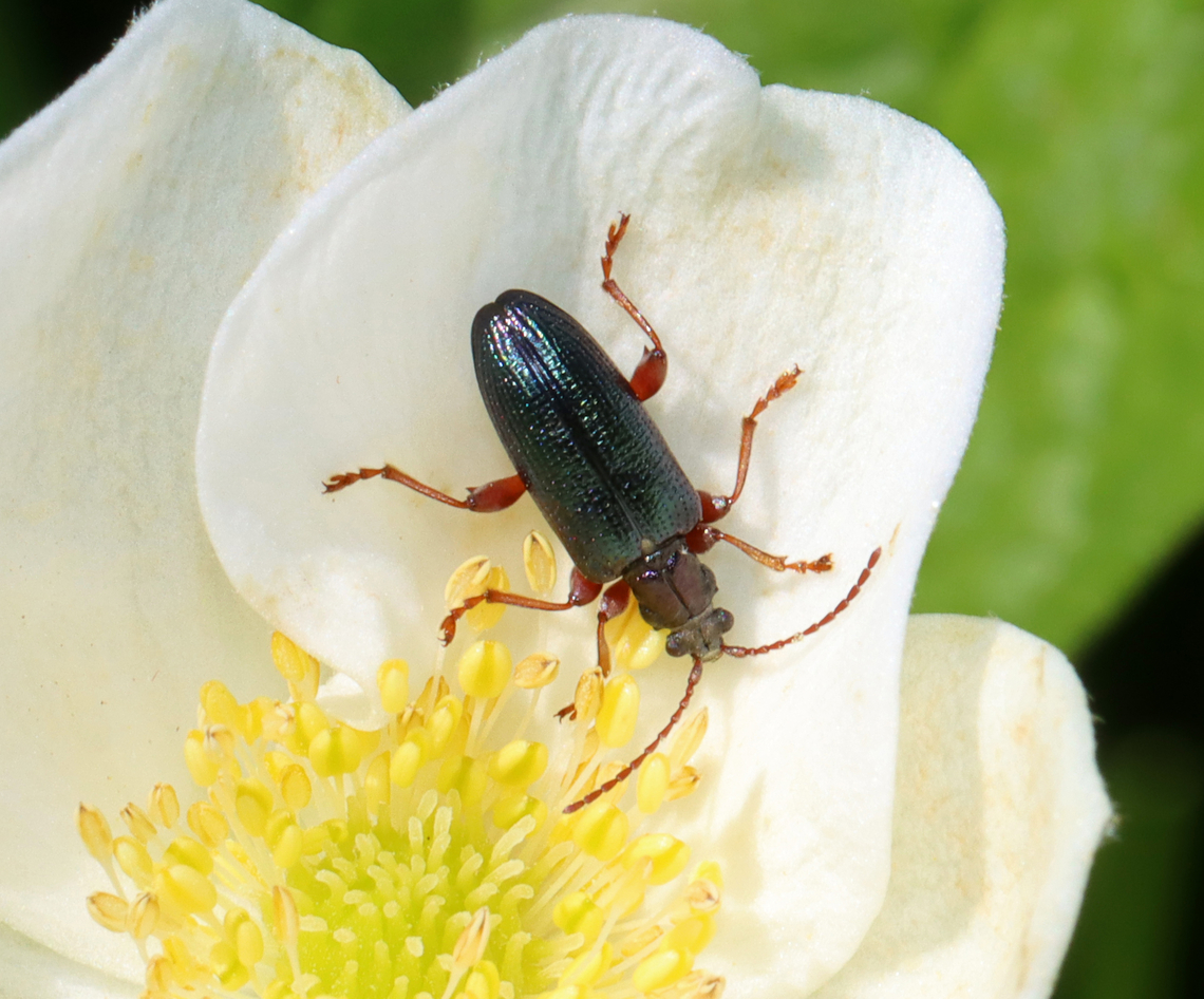 Beetle - Plateumaris shoemakeri *Tentative ID<br />
<br />
Habitat: Near the edge of a pond with a stream leading into a mixed forest Geotagged,Plateumaris shoemakeri,Spring,United States,beetle,chrysomelidae,coleoptera