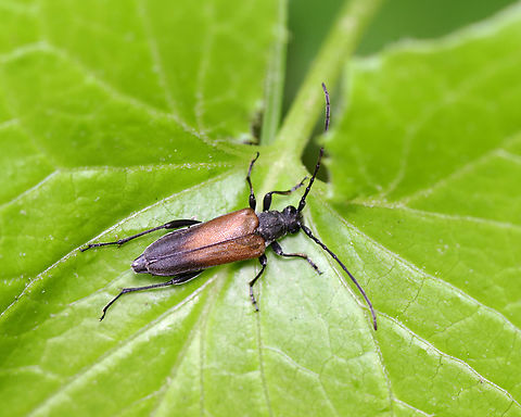Changeable Flower Longhorn - Trachysida mutabilis Habitat: Meadow/forest edge Geotagged,Spring,Trachysida,Trachysida mutabilis,United States,beetle,coleoptera,flower longhorn,longhorn beetle
