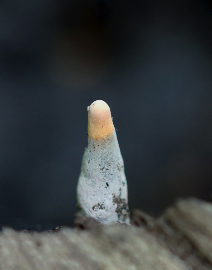 Dead Man's Fingers - Xylaria polymorpha I was taking a shortcut through a swamp when I saw these fingers growing out of the log I was balancing on.They are insanely creepy and so cool.<br />
<br />
Habitat: Growing on deadwood in a swamp<br />
<figure class="photo"><a href="https://www.jungledragon.com/image/135704/dead_mans_fingers_-_xylaria_polymorpha.html" title="Dead Man&#039;s Fingers - Xylaria polymorpha"><img src="https://s3.amazonaws.com/media.jungledragon.com/images/3232/135704_thumb.jpg?AWSAccessKeyId=05GMT0V3GWVNE7GGM1R2&Expires=1767225610&Signature=792qtmaRrvXwMMOitKC2Qch%2BWQQ%3D" width="120" height="152" alt="Dead Man&#039;s Fingers - Xylaria polymorpha I was taking a shortcut through a swamp when I saw these fingers growing out of the log I was balancing on.They are insanely creepy and so cool.<br />
<br />
Habitat: Growing on deadwood in a swamp<br />
https://www.jungledragon.com/image/135704/dead_mans_fingers_-_xylaria_polymorpha.html<br />
https://www.jungledragon.com/image/135707/dead_mans_fingers_-_xylaria_polymorpha.html<br />
https://www.jungledragon.com/image/135706/dead_mans_fingers_-_xylaria_polymorpha.html<br />
https://www.jungledragon.com/image/135705/dead_mans_fingers_-_xylaria_polymorpha.html Dead Man&#039;s Fingers,Geotagged,Spring,United States,Xylaria polymorpha" /></a></figure><br />
<figure class="photo"><a href="https://www.jungledragon.com/image/135707/dead_mans_fingers_-_xylaria_polymorpha.html" title="Dead Man&#039;s Fingers - Xylaria polymorpha"><img src="https://s3.amazonaws.com/media.jungledragon.com/images/3232/135707_thumb.jpg?AWSAccessKeyId=05GMT0V3GWVNE7GGM1R2&Expires=1767225610&Signature=PCpc5b%2BkYdeNWqVu7G8uGnIeXkY%3D" width="200" height="166" alt="Dead Man&#039;s Fingers - Xylaria polymorpha I was taking a shortcut through a swamp when I saw these fingers growing out of the log I was balancing on.They are insanely creepy and so cool.<br />
<br />
Habitat: Growing on deadwood in  a swamp<br />
https://www.jungledragon.com/image/135704/dead_mans_fingers_-_xylaria_polymorpha.html<br />
https://www.jungledragon.com/image/135707/dead_mans_fingers_-_xylaria_polymorpha.html<br />
https://www.jungledragon.com/image/135706/dead_mans_fingers_-_xylaria_polymorpha.html<br />
https://www.jungledragon.com/image/135705/dead_mans_fingers_-_xylaria_polymorpha.html Dead Man&#039;s Fingers,Geotagged,Spring,United States,Xylaria,Xylaria polymorpha,fungus" /></a></figure><br />
<figure class="photo"><a href="https://www.jungledragon.com/image/135706/dead_mans_fingers_-_xylaria_polymorpha.html" title="Dead Man&#039;s Fingers - Xylaria polymorpha"><img src="https://s3.amazonaws.com/media.jungledragon.com/images/3232/135706_thumb.jpg?AWSAccessKeyId=05GMT0V3GWVNE7GGM1R2&Expires=1767225610&Signature=ZXTqyyEXMPTjt%2Fo%2BqSURBYuSbis%3D" width="122" height="152" alt="Dead Man&#039;s Fingers - Xylaria polymorpha I was taking a shortcut through a swamp when I saw these fingers growing out of the log I was balancing on.They are insanely creepy and so cool.<br />
<br />
Habitat: Growing on deadwood in a swamp<br />
https://www.jungledragon.com/image/135704/dead_mans_fingers_-_xylaria_polymorpha.html<br />
https://www.jungledragon.com/image/135707/dead_mans_fingers_-_xylaria_polymorpha.html<br />
https://www.jungledragon.com/image/135706/dead_mans_fingers_-_xylaria_polymorpha.html<br />
https://www.jungledragon.com/image/135705/dead_mans_fingers_-_xylaria_polymorpha.html Dead Man&#039;s Fingers,Geotagged,Spring,United States,Xylaria polymorpha" /></a></figure><br />
<figure class="photo"><a href="https://www.jungledragon.com/image/135705/dead_mans_fingers_-_xylaria_polymorpha.html" title="Dead Man&#039;s Fingers - Xylaria polymorpha"><img src="https://s3.amazonaws.com/media.jungledragon.com/images/3232/135705_thumb.jpg?AWSAccessKeyId=05GMT0V3GWVNE7GGM1R2&Expires=1767225610&Signature=Rjtg%2FEyDCt9QIbPoSEn96%2B5%2B8Vg%3D" width="138" height="152" alt="Dead Man&#039;s Fingers - Xylaria polymorpha I was taking a shortcut through a swamp when I saw these fingers growing out of the log I was balancing on.They are insanely creepy and so cool.<br />
<br />
Habitat: Growing on deadwood in a swamp<br />
https://www.jungledragon.com/image/135704/dead_mans_fingers_-_xylaria_polymorpha.html<br />
https://www.jungledragon.com/image/135707/dead_mans_fingers_-_xylaria_polymorpha.html<br />
https://www.jungledragon.com/image/135706/dead_mans_fingers_-_xylaria_polymorpha.html<br />
https://www.jungledragon.com/image/135705/dead_mans_fingers_-_xylaria_polymorpha.html Dead Man&#039;s Fingers,Geotagged,Spring,United States,Xylaria polymorpha" /></a></figure> Dead Man's Fingers,Geotagged,Spring,United States,Xylaria polymorpha