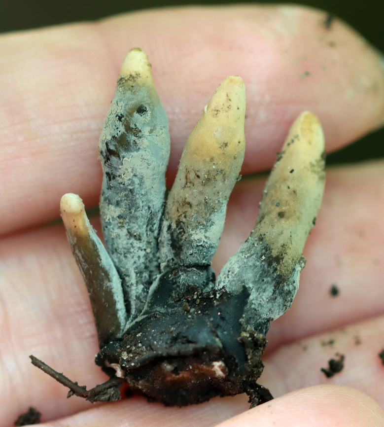 Dead Man's Fingers - Xylaria polymorpha I was taking a shortcut through a swamp when I saw these fingers growing out of the log I was balancing on.They are insanely creepy and so cool.<br />
<br />
Habitat: Growing on deadwood in a swamp<br />
<figure class="photo"><a href="https://www.jungledragon.com/image/135704/dead_mans_fingers_-_xylaria_polymorpha.html" title="Dead Man&#039;s Fingers - Xylaria polymorpha"><img src="https://s3.amazonaws.com/media.jungledragon.com/images/3232/135704_thumb.jpg?AWSAccessKeyId=05GMT0V3GWVNE7GGM1R2&Expires=1759968010&Signature=7995bJwwkPZG1CoK8YNVFyB9w%2FA%3D" width="120" height="152" alt="Dead Man&#039;s Fingers - Xylaria polymorpha I was taking a shortcut through a swamp when I saw these fingers growing out of the log I was balancing on.They are insanely creepy and so cool.<br />
<br />
Habitat: Growing on deadwood in a swamp<br />
https://www.jungledragon.com/image/135704/dead_mans_fingers_-_xylaria_polymorpha.html<br />
https://www.jungledragon.com/image/135707/dead_mans_fingers_-_xylaria_polymorpha.html<br />
https://www.jungledragon.com/image/135706/dead_mans_fingers_-_xylaria_polymorpha.html<br />
https://www.jungledragon.com/image/135705/dead_mans_fingers_-_xylaria_polymorpha.html Dead Man&#039;s Fingers,Geotagged,Spring,United States,Xylaria polymorpha" /></a></figure><br />
<figure class="photo"><a href="https://www.jungledragon.com/image/135707/dead_mans_fingers_-_xylaria_polymorpha.html" title="Dead Man&#039;s Fingers - Xylaria polymorpha"><img src="https://s3.amazonaws.com/media.jungledragon.com/images/3232/135707_thumb.jpg?AWSAccessKeyId=05GMT0V3GWVNE7GGM1R2&Expires=1759968010&Signature=ll80I5MgzkyGpTHMiL49Ghbf83o%3D" width="200" height="166" alt="Dead Man&#039;s Fingers - Xylaria polymorpha I was taking a shortcut through a swamp when I saw these fingers growing out of the log I was balancing on.They are insanely creepy and so cool.<br />
<br />
Habitat: Growing on deadwood in  a swamp<br />
https://www.jungledragon.com/image/135704/dead_mans_fingers_-_xylaria_polymorpha.html<br />
https://www.jungledragon.com/image/135707/dead_mans_fingers_-_xylaria_polymorpha.html<br />
https://www.jungledragon.com/image/135706/dead_mans_fingers_-_xylaria_polymorpha.html<br />
https://www.jungledragon.com/image/135705/dead_mans_fingers_-_xylaria_polymorpha.html Dead Man&#039;s Fingers,Geotagged,Spring,United States,Xylaria,Xylaria polymorpha,fungus" /></a></figure><br />
<figure class="photo"><a href="https://www.jungledragon.com/image/135706/dead_mans_fingers_-_xylaria_polymorpha.html" title="Dead Man&#039;s Fingers - Xylaria polymorpha"><img src="https://s3.amazonaws.com/media.jungledragon.com/images/3232/135706_thumb.jpg?AWSAccessKeyId=05GMT0V3GWVNE7GGM1R2&Expires=1759968010&Signature=Vr4Pfl6VXmL3OGhiMsyuYXlKBTc%3D" width="122" height="152" alt="Dead Man&#039;s Fingers - Xylaria polymorpha I was taking a shortcut through a swamp when I saw these fingers growing out of the log I was balancing on.They are insanely creepy and so cool.<br />
<br />
Habitat: Growing on deadwood in a swamp<br />
https://www.jungledragon.com/image/135704/dead_mans_fingers_-_xylaria_polymorpha.html<br />
https://www.jungledragon.com/image/135707/dead_mans_fingers_-_xylaria_polymorpha.html<br />
https://www.jungledragon.com/image/135706/dead_mans_fingers_-_xylaria_polymorpha.html<br />
https://www.jungledragon.com/image/135705/dead_mans_fingers_-_xylaria_polymorpha.html Dead Man&#039;s Fingers,Geotagged,Spring,United States,Xylaria polymorpha" /></a></figure><br />
<figure class="photo"><a href="https://www.jungledragon.com/image/135705/dead_mans_fingers_-_xylaria_polymorpha.html" title="Dead Man&#039;s Fingers - Xylaria polymorpha"><img src="https://s3.amazonaws.com/media.jungledragon.com/images/3232/135705_thumb.jpg?AWSAccessKeyId=05GMT0V3GWVNE7GGM1R2&Expires=1759968010&Signature=4N7gqmjN24NB3Lgs2geysuIL3BI%3D" width="138" height="152" alt="Dead Man&#039;s Fingers - Xylaria polymorpha I was taking a shortcut through a swamp when I saw these fingers growing out of the log I was balancing on.They are insanely creepy and so cool.<br />
<br />
Habitat: Growing on deadwood in a swamp<br />
https://www.jungledragon.com/image/135704/dead_mans_fingers_-_xylaria_polymorpha.html<br />
https://www.jungledragon.com/image/135707/dead_mans_fingers_-_xylaria_polymorpha.html<br />
https://www.jungledragon.com/image/135706/dead_mans_fingers_-_xylaria_polymorpha.html<br />
https://www.jungledragon.com/image/135705/dead_mans_fingers_-_xylaria_polymorpha.html Dead Man&#039;s Fingers,Geotagged,Spring,United States,Xylaria polymorpha" /></a></figure> Dead Man's Fingers,Geotagged,Spring,United States,Xylaria polymorpha