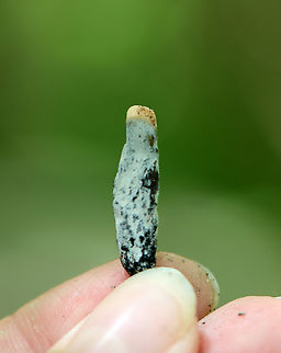 Dead Man's Fingers - Xylaria polymorpha I was taking a shortcut through a swamp when I saw these fingers growing out of the log I was balancing on.They are insanely creepy and so cool.

Habitat: Growing on deadwood in a swamp
https://www.jungledragon.com/image/135704/dead_mans_fingers_-_xylaria_polymorpha.html
https://www.jungledragon.com/image/135707/dead_mans_fingers_-_xylaria_polymorpha.html
https://www.jungledragon.com/image/135706/dead_mans_fingers_-_xylaria_polymorpha.html
https://www.jungledragon.com/image/135705/dead_mans_fingers_-_xylaria_polymorpha.html Dead Man's Fingers,Geotagged,Spring,United States,Xylaria polymorpha