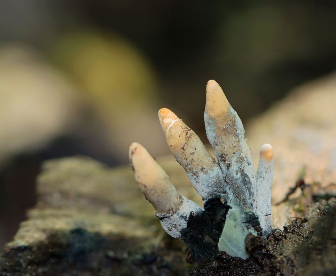 Dead Man's Fingers - Xylaria polymorpha I was taking a shortcut through a swamp when I saw these fingers growing out of the log I was balancing on.They are insanely creepy and so cool.<br />
<br />
Habitat: Growing on deadwood in  a swamp<br />
<figure class="photo"><a href="https://www.jungledragon.com/image/135704/dead_mans_fingers_-_xylaria_polymorpha.html" title="Dead Man&#039;s Fingers - Xylaria polymorpha"><img src="https://s3.amazonaws.com/media.jungledragon.com/images/3232/135704_thumb.jpg?AWSAccessKeyId=05GMT0V3GWVNE7GGM1R2&Expires=1767225610&Signature=792qtmaRrvXwMMOitKC2Qch%2BWQQ%3D" width="120" height="152" alt="Dead Man&#039;s Fingers - Xylaria polymorpha I was taking a shortcut through a swamp when I saw these fingers growing out of the log I was balancing on.They are insanely creepy and so cool.<br />
<br />
Habitat: Growing on deadwood in a swamp<br />
https://www.jungledragon.com/image/135704/dead_mans_fingers_-_xylaria_polymorpha.html<br />
https://www.jungledragon.com/image/135707/dead_mans_fingers_-_xylaria_polymorpha.html<br />
https://www.jungledragon.com/image/135706/dead_mans_fingers_-_xylaria_polymorpha.html<br />
https://www.jungledragon.com/image/135705/dead_mans_fingers_-_xylaria_polymorpha.html Dead Man&#039;s Fingers,Geotagged,Spring,United States,Xylaria polymorpha" /></a></figure><br />
<figure class="photo"><a href="https://www.jungledragon.com/image/135707/dead_mans_fingers_-_xylaria_polymorpha.html" title="Dead Man&#039;s Fingers - Xylaria polymorpha"><img src="https://s3.amazonaws.com/media.jungledragon.com/images/3232/135707_thumb.jpg?AWSAccessKeyId=05GMT0V3GWVNE7GGM1R2&Expires=1767225610&Signature=PCpc5b%2BkYdeNWqVu7G8uGnIeXkY%3D" width="200" height="166" alt="Dead Man&#039;s Fingers - Xylaria polymorpha I was taking a shortcut through a swamp when I saw these fingers growing out of the log I was balancing on.They are insanely creepy and so cool.<br />
<br />
Habitat: Growing on deadwood in  a swamp<br />
https://www.jungledragon.com/image/135704/dead_mans_fingers_-_xylaria_polymorpha.html<br />
https://www.jungledragon.com/image/135707/dead_mans_fingers_-_xylaria_polymorpha.html<br />
https://www.jungledragon.com/image/135706/dead_mans_fingers_-_xylaria_polymorpha.html<br />
https://www.jungledragon.com/image/135705/dead_mans_fingers_-_xylaria_polymorpha.html Dead Man&#039;s Fingers,Geotagged,Spring,United States,Xylaria,Xylaria polymorpha,fungus" /></a></figure><br />
<figure class="photo"><a href="https://www.jungledragon.com/image/135706/dead_mans_fingers_-_xylaria_polymorpha.html" title="Dead Man&#039;s Fingers - Xylaria polymorpha"><img src="https://s3.amazonaws.com/media.jungledragon.com/images/3232/135706_thumb.jpg?AWSAccessKeyId=05GMT0V3GWVNE7GGM1R2&Expires=1767225610&Signature=ZXTqyyEXMPTjt%2Fo%2BqSURBYuSbis%3D" width="122" height="152" alt="Dead Man&#039;s Fingers - Xylaria polymorpha I was taking a shortcut through a swamp when I saw these fingers growing out of the log I was balancing on.They are insanely creepy and so cool.<br />
<br />
Habitat: Growing on deadwood in a swamp<br />
https://www.jungledragon.com/image/135704/dead_mans_fingers_-_xylaria_polymorpha.html<br />
https://www.jungledragon.com/image/135707/dead_mans_fingers_-_xylaria_polymorpha.html<br />
https://www.jungledragon.com/image/135706/dead_mans_fingers_-_xylaria_polymorpha.html<br />
https://www.jungledragon.com/image/135705/dead_mans_fingers_-_xylaria_polymorpha.html Dead Man&#039;s Fingers,Geotagged,Spring,United States,Xylaria polymorpha" /></a></figure><br />
<figure class="photo"><a href="https://www.jungledragon.com/image/135705/dead_mans_fingers_-_xylaria_polymorpha.html" title="Dead Man&#039;s Fingers - Xylaria polymorpha"><img src="https://s3.amazonaws.com/media.jungledragon.com/images/3232/135705_thumb.jpg?AWSAccessKeyId=05GMT0V3GWVNE7GGM1R2&Expires=1767225610&Signature=Rjtg%2FEyDCt9QIbPoSEn96%2B5%2B8Vg%3D" width="138" height="152" alt="Dead Man&#039;s Fingers - Xylaria polymorpha I was taking a shortcut through a swamp when I saw these fingers growing out of the log I was balancing on.They are insanely creepy and so cool.<br />
<br />
Habitat: Growing on deadwood in a swamp<br />
https://www.jungledragon.com/image/135704/dead_mans_fingers_-_xylaria_polymorpha.html<br />
https://www.jungledragon.com/image/135707/dead_mans_fingers_-_xylaria_polymorpha.html<br />
https://www.jungledragon.com/image/135706/dead_mans_fingers_-_xylaria_polymorpha.html<br />
https://www.jungledragon.com/image/135705/dead_mans_fingers_-_xylaria_polymorpha.html Dead Man&#039;s Fingers,Geotagged,Spring,United States,Xylaria polymorpha" /></a></figure> Dead Man's Fingers,Geotagged,Spring,United States,Xylaria,Xylaria polymorpha,fungus