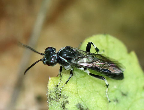 Wasp - Macrophya sp., maybe Macrophya zoe I'm trying to ID this tiny wasp, but having no luck so far.

Habitat: Low vegetation growing beside a pond; mixed forest
https://www.jungledragon.com/image/135711/wasp_-_family_crabronidae.html Geotagged,Macrophya,Macrophya zoe,Spring,United States,wasp