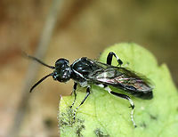 Wasp - Macrophya sp., maybe Macrophya zoe I'm trying to ID this tiny wasp, but having no luck so far.<br />
<br />
Habitat: Low vegetation growing beside a pond; mixed forest<br />
https://www.jungledragon.com/image/135711/wasp_-_family_crabronidae.html Geotagged,Macrophya,Macrophya zoe,Spring,United States,wasp