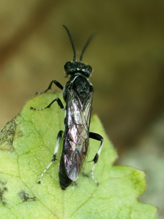 Wasp - Macrophya sp. I&#039;m trying to ID this tiny wasp, but having no luck so far.<br />
<br />
Habitat: Low vegetation growing beside a pond; mixed forest<br />
<figure class="photo"><a href="https://www.jungledragon.com/image/135710/wasp_-_macrophya_sp._maybe_macrophya_zoe.html" title="Wasp - Macrophya sp., maybe Macrophya zoe"><img src="https://s3.amazonaws.com/media.jungledragon.com/images/3232/135710_thumb.jpg?AWSAccessKeyId=05GMT0V3GWVNE7GGM1R2&Expires=1759968010&Signature=dN38erpfwPY6bGKkn01wsejm8yE%3D" width="200" height="154" alt="Wasp - Macrophya sp., maybe Macrophya zoe I&#039;m trying to ID this tiny wasp, but having no luck so far.<br />
<br />
Habitat: Low vegetation growing beside a pond; mixed forest<br />
https://www.jungledragon.com/image/135711/wasp_-_family_crabronidae.html Geotagged,Macrophya,Macrophya zoe,Spring,United States,wasp" /></a></figure> Geotagged,Spring,United States