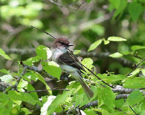 Eastern Phoebe - Sayornis phoebe This poor bird (and its mate) was so annoyed at me. I had been hiking and came upon a bird blind. I was tired and decided to sit for a few minutes. I didn't realize they had a nest in the blind, but they were very blunt with their displeasure as they continuously chirped at me and flew at my head. I felt so bad for the stress that I caused them that I left, but not before getting a few photos of these little characters. They will make excellent parents, no doubt.

I only had my macro lens with me as I didn't intend to do any birding.

Habitat: Deciduous forest/pond edge
https://www.jungledragon.com/image/135716/eastern_phoebe_-_sayornis_phoebe.html
https://www.jungledragon.com/image/135712/eastern_phoebe_-_sayornis_phoebe.html
https://www.jungledragon.com/image/135715/eastern_phoebe_-_sayornis_phoebe.html
https://www.jungledragon.com/image/135714/eastern_phoebe_-_sayornis_phoebe.html
https://www.jungledragon.com/image/135713/eastern_phoebe_-_sayornis_phoebe.html Eastern Phoebe,Geotagged,Sayornis,Sayornis phoebe,Spring,United States,phoebe