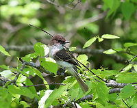 Eastern Phoebe - Sayornis phoebe This poor bird (and its mate) was so annoyed at me. I had been hiking and came upon a bird blind. I was tired and decided to sit for a few minutes. I didn't realize they had a nest in the blind, but they were very blunt with their displeasure as they continuously chirped at me and flew at my head. I felt so bad for the stress that I caused them that I left, but not before getting a few photos of these little characters. They will make excellent parents, no doubt.<br />
<br />
I only had my macro lens with me as I didn't intend to do any birding.<br />
<br />
Habitat: Deciduous forest/pond edge<br />
https://www.jungledragon.com/image/135716/eastern_phoebe_-_sayornis_phoebe.html<br />
https://www.jungledragon.com/image/135712/eastern_phoebe_-_sayornis_phoebe.html<br />
https://www.jungledragon.com/image/135715/eastern_phoebe_-_sayornis_phoebe.html<br />
https://www.jungledragon.com/image/135714/eastern_phoebe_-_sayornis_phoebe.html<br />
https://www.jungledragon.com/image/135713/eastern_phoebe_-_sayornis_phoebe.html Eastern Phoebe,Geotagged,Sayornis,Sayornis phoebe,Spring,United States,phoebe