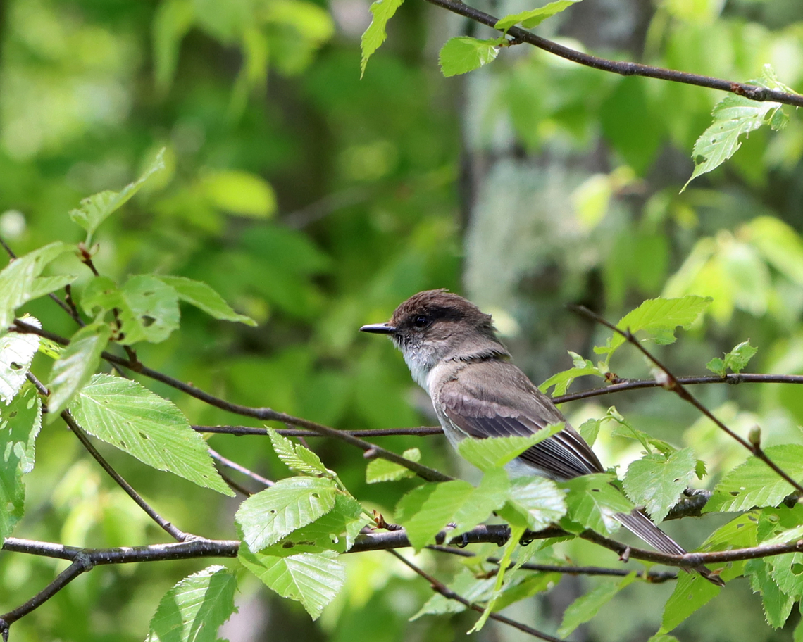 Eastern Phoebe - Sayornis phoebe This poor bird (and its mate) was so annoyed at me. I had been hiking and came upon a bird blind. I was tired and decided to sit for a few minutes. I didn't realize they had a nest in the blind, but they were very blunt with their displeasure as they continuously chirped at me and flew at my head. I felt so bad for the stress that I caused them that I left, but not before getting a few photos of these little characters. They will make excellent parents, no doubt.<br />
<br />
I only had my macro lens with me as I didn't intend to do any birding.<br />
<br />
Habitat: Deciduous forest/pond edge<br />
<figure class="photo"><a href="https://www.jungledragon.com/image/135716/eastern_phoebe_-_sayornis_phoebe.html" title="Eastern Phoebe - Sayornis phoebe"><img src="https://s3.amazonaws.com/media.jungledragon.com/images/3232/135716_thumb.jpg?AWSAccessKeyId=05GMT0V3GWVNE7GGM1R2&Expires=1759968010&Signature=g06gcrn3qL6WecrnUco9qw987vM%3D" width="200" height="152" alt="Eastern Phoebe - Sayornis phoebe **Here's the nest they were defending. I didn't hear any babies, but judging by the bird poop, it must be a popular nesting spot.<br />
<br />
This poor bird (and its mate) was so annoyed at me. I had been hiking and came upon a bird blind. I was tired and decided to sit for a few minutes. I didn't realize they had a nest in the blind, but they were very blunt with their displeasure as they continuously chirped at me and flew at my head. I felt so bad for the stress that I caused them that I left, but not before getting a few photos of these little characters. They will make excellent parents, no doubt.<br />
<br />
I only had my macro lens with me as I didn't intend to do any birding.<br />
<br />
Habitat: Deciduous forest/pond edge<br />
<br />
https://www.jungledragon.com/image/135716/eastern_phoebe_-_sayornis_phoebe.html<br />
https://www.jungledragon.com/image/135712/eastern_phoebe_-_sayornis_phoebe.html<br />
https://www.jungledragon.com/image/135715/eastern_phoebe_-_sayornis_phoebe.html<br />
https://www.jungledragon.com/image/135714/eastern_phoebe_-_sayornis_phoebe.html<br />
https://www.jungledragon.com/image/135713/eastern_phoebe_-_sayornis_phoebe.html Eastern Phoebe,Geotagged,Sayornis phoebe,Spring,United States" /></a></figure><br />
<figure class="photo"><a href="https://www.jungledragon.com/image/135712/eastern_phoebe_-_sayornis_phoebe.html" title="Eastern Phoebe - Sayornis phoebe"><img src="https://s3.amazonaws.com/media.jungledragon.com/images/3232/135712_thumb.jpg?AWSAccessKeyId=05GMT0V3GWVNE7GGM1R2&Expires=1759968010&Signature=9r%2FoieOyLUpQPYSbCRaHIoX%2BD1g%3D" width="200" height="158" alt="Eastern Phoebe - Sayornis phoebe This poor bird (and its mate) was so annoyed at me. I had been hiking and came upon a bird blind. I was tired and decided to sit for a few minutes. I didn't realize they had a nest in the blind, but they were very blunt with their displeasure as they continuously chirped at me and flew at my head. I felt so bad for the stress that I caused them that I left, but not before getting a few photos of these little characters. They will make excellent parents, no doubt.<br />
<br />
I only had my macro lens with me as I didn't intend to do any birding.<br />
<br />
Habitat: Deciduous forest/pond edge<br />
https://www.jungledragon.com/image/135716/eastern_phoebe_-_sayornis_phoebe.html<br />
https://www.jungledragon.com/image/135712/eastern_phoebe_-_sayornis_phoebe.html<br />
https://www.jungledragon.com/image/135715/eastern_phoebe_-_sayornis_phoebe.html<br />
https://www.jungledragon.com/image/135714/eastern_phoebe_-_sayornis_phoebe.html<br />
https://www.jungledragon.com/image/135713/eastern_phoebe_-_sayornis_phoebe.html Eastern Phoebe,Geotagged,Sayornis,Sayornis phoebe,Spring,United States,phoebe" /></a></figure><br />
<figure class="photo"><a href="https://www.jungledragon.com/image/135715/eastern_phoebe_-_sayornis_phoebe.html" title="Eastern Phoebe - Sayornis phoebe"><img src="https://s3.amazonaws.com/media.jungledragon.com/images/3232/135715_thumb.jpg?AWSAccessKeyId=05GMT0V3GWVNE7GGM1R2&Expires=1759968010&Signature=b8FDgS32L5ud1OAV1fj9FvIaua0%3D" width="200" height="158" alt="Eastern Phoebe - Sayornis phoebe **It was giving me the stink eye.<br />
<br />
This poor bird (and its mate) was so annoyed at me. I had been hiking and came upon a bird blind. I was tired and decided to sit for a few minutes. I didn't realize they had a nest in the blind, but they were very blunt with their displeasure as they continuously chirped at me and flew at my head. I felt so bad for the stress that I caused them that I left, but not before getting a few photos of these little characters. They will make excellent parents, no doubt.<br />
<br />
I only had my macro lens with me as I didn't intend to do any birding.<br />
<br />
Habitat: Deciduous forest/pond edge<br />
https://www.jungledragon.com/image/135716/eastern_phoebe_-_sayornis_phoebe.html<br />
https://www.jungledragon.com/image/135712/eastern_phoebe_-_sayornis_phoebe.html<br />
https://www.jungledragon.com/image/135715/eastern_phoebe_-_sayornis_phoebe.html<br />
https://www.jungledragon.com/image/135714/eastern_phoebe_-_sayornis_phoebe.html<br />
https://www.jungledragon.com/image/135713/eastern_phoebe_-_sayornis_phoebe.html Eastern Phoebe,Geotagged,Sayornis phoebe,Spring,United States" /></a></figure><br />
<figure class="photo"><a href="https://www.jungledragon.com/image/135714/eastern_phoebe_-_sayornis_phoebe.html" title="Eastern Phoebe - Sayornis phoebe"><img src="https://s3.amazonaws.com/media.jungledragon.com/images/3232/135714_thumb.jpg?AWSAccessKeyId=05GMT0V3GWVNE7GGM1R2&Expires=1759968010&Signature=re7n99mAqAUKV75YpY0b7cP1nsY%3D" width="200" height="164" alt="Eastern Phoebe - Sayornis phoebe **It kept fanning out its tail -- I wonder if this is a defensive tactic?<br />
<br />
This poor bird (and its mate) was so annoyed at me. I had been hiking and came upon a bird blind. I was tired and decided to sit for a few minutes. I didn't realize they had a nest in the blind, but they were very blunt with their displeasure as they continuously chirped at me and flew at my head. I felt so bad for the stress that I caused them that I left, but not before getting a few photos of these little characters. They will make excellent parents, no doubt.<br />
<br />
I only had my macro lens with me as I didn't intend to do any birding.<br />
<br />
Habitat: Deciduous forest/pond edge<br />
https://www.jungledragon.com/image/135716/eastern_phoebe_-_sayornis_phoebe.html<br />
https://www.jungledragon.com/image/135712/eastern_phoebe_-_sayornis_phoebe.html<br />
https://www.jungledragon.com/image/135715/eastern_phoebe_-_sayornis_phoebe.html<br />
https://www.jungledragon.com/image/135714/eastern_phoebe_-_sayornis_phoebe.html<br />
https://www.jungledragon.com/image/135713/eastern_phoebe_-_sayornis_phoebe.html Eastern Phoebe,Geotagged,Sayornis phoebe,Spring,United States" /></a></figure><br />
<figure class="photo"><a href="https://www.jungledragon.com/image/135713/eastern_phoebe_-_sayornis_phoebe.html" title="Eastern Phoebe - Sayornis phoebe"><img src="https://s3.amazonaws.com/media.jungledragon.com/images/3232/135713_thumb.jpg?AWSAccessKeyId=05GMT0V3GWVNE7GGM1R2&Expires=1759968010&Signature=WVdvpLdpxgr31RuAwO6Qs6fTAz8%3D" width="200" height="162" alt="Eastern Phoebe - Sayornis phoebe This poor bird (and its mate) was so annoyed at me. I had been hiking and came upon a bird blind. I was tired and decided to sit for a few minutes. I didn't realize they had a nest in the blind, but they were very blunt with their displeasure as they continuously chirped at me and flew at my head. I felt so bad for the stress that I caused them that I left, but not before getting a few photos of these little characters. They will make excellent parents, no doubt.<br />
<br />
I only had my macro lens with me as I didn't intend to do any birding.<br />
<br />
Habitat: Deciduous forest/pond edge<br />
https://www.jungledragon.com/image/135716/eastern_phoebe_-_sayornis_phoebe.html<br />
https://www.jungledragon.com/image/135712/eastern_phoebe_-_sayornis_phoebe.html<br />
https://www.jungledragon.com/image/135715/eastern_phoebe_-_sayornis_phoebe.html<br />
https://www.jungledragon.com/image/135714/eastern_phoebe_-_sayornis_phoebe.html<br />
https://www.jungledragon.com/image/135713/eastern_phoebe_-_sayornis_phoebe.html Eastern Phoebe,Geotagged,Sayornis phoebe,Spring,United States" /></a></figure> Eastern Phoebe,Geotagged,Sayornis phoebe,Spring,United States