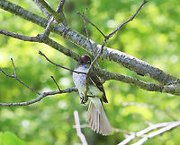 Eastern Phoebe - Sayornis phoebe **It kept fanning out its tail -- I wonder if this is a defensive tactic?<br />
<br />
This poor bird (and its mate) was so annoyed at me. I had been hiking and came upon a bird blind. I was tired and decided to sit for a few minutes. I didn't realize they had a nest in the blind, but they were very blunt with their displeasure as they continuously chirped at me and flew at my head. I felt so bad for the stress that I caused them that I left, but not before getting a few photos of these little characters. They will make excellent parents, no doubt.<br />
<br />
I only had my macro lens with me as I didn't intend to do any birding.<br />
<br />
Habitat: Deciduous forest/pond edge<br />
https://www.jungledragon.com/image/135716/eastern_phoebe_-_sayornis_phoebe.html<br />
https://www.jungledragon.com/image/135712/eastern_phoebe_-_sayornis_phoebe.html<br />
https://www.jungledragon.com/image/135715/eastern_phoebe_-_sayornis_phoebe.html<br />
https://www.jungledragon.com/image/135714/eastern_phoebe_-_sayornis_phoebe.html<br />
https://www.jungledragon.com/image/135713/eastern_phoebe_-_sayornis_phoebe.html Eastern Phoebe,Geotagged,Sayornis phoebe,Spring,United States