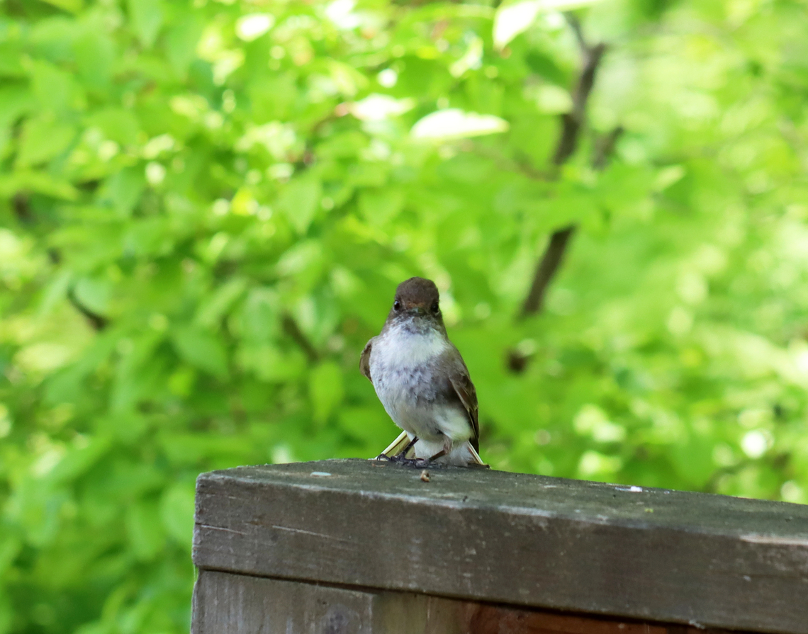 Eastern Phoebe - Sayornis phoebe **It was giving me the stink eye.<br />
<br />
This poor bird (and its mate) was so annoyed at me. I had been hiking and came upon a bird blind. I was tired and decided to sit for a few minutes. I didn&#039;t realize they had a nest in the blind, but they were very blunt with their displeasure as they continuously chirped at me and flew at my head. I felt so bad for the stress that I caused them that I left, but not before getting a few photos of these little characters. They will make excellent parents, no doubt.<br />
<br />
I only had my macro lens with me as I didn&#039;t intend to do any birding.<br />
<br />
Habitat: Deciduous forest/pond edge<br />
<figure class="photo"><a href="https://www.jungledragon.com/image/135716/eastern_phoebe_-_sayornis_phoebe.html" title="Eastern Phoebe - Sayornis phoebe"><img src="https://s3.amazonaws.com/media.jungledragon.com/images/3232/135716_thumb.jpg?AWSAccessKeyId=05GMT0V3GWVNE7GGM1R2&Expires=1759968010&Signature=g06gcrn3qL6WecrnUco9qw987vM%3D" width="200" height="152" alt="Eastern Phoebe - Sayornis phoebe **Here&#039;s the nest they were defending. I didn&#039;t hear any babies, but judging by the bird poop, it must be a popular nesting spot.<br />
<br />
This poor bird (and its mate) was so annoyed at me. I had been hiking and came upon a bird blind. I was tired and decided to sit for a few minutes. I didn&#039;t realize they had a nest in the blind, but they were very blunt with their displeasure as they continuously chirped at me and flew at my head. I felt so bad for the stress that I caused them that I left, but not before getting a few photos of these little characters. They will make excellent parents, no doubt.<br />
<br />
I only had my macro lens with me as I didn&#039;t intend to do any birding.<br />
<br />
Habitat: Deciduous forest/pond edge<br />
<br />
https://www.jungledragon.com/image/135716/eastern_phoebe_-_sayornis_phoebe.html<br />
https://www.jungledragon.com/image/135712/eastern_phoebe_-_sayornis_phoebe.html<br />
https://www.jungledragon.com/image/135715/eastern_phoebe_-_sayornis_phoebe.html<br />
https://www.jungledragon.com/image/135714/eastern_phoebe_-_sayornis_phoebe.html<br />
https://www.jungledragon.com/image/135713/eastern_phoebe_-_sayornis_phoebe.html Eastern Phoebe,Geotagged,Sayornis phoebe,Spring,United States" /></a></figure><br />
<figure class="photo"><a href="https://www.jungledragon.com/image/135712/eastern_phoebe_-_sayornis_phoebe.html" title="Eastern Phoebe - Sayornis phoebe"><img src="https://s3.amazonaws.com/media.jungledragon.com/images/3232/135712_thumb.jpg?AWSAccessKeyId=05GMT0V3GWVNE7GGM1R2&Expires=1759968010&Signature=9r%2FoieOyLUpQPYSbCRaHIoX%2BD1g%3D" width="200" height="158" alt="Eastern Phoebe - Sayornis phoebe This poor bird (and its mate) was so annoyed at me. I had been hiking and came upon a bird blind. I was tired and decided to sit for a few minutes. I didn&#039;t realize they had a nest in the blind, but they were very blunt with their displeasure as they continuously chirped at me and flew at my head. I felt so bad for the stress that I caused them that I left, but not before getting a few photos of these little characters. They will make excellent parents, no doubt.<br />
<br />
I only had my macro lens with me as I didn&#039;t intend to do any birding.<br />
<br />
Habitat: Deciduous forest/pond edge<br />
https://www.jungledragon.com/image/135716/eastern_phoebe_-_sayornis_phoebe.html<br />
https://www.jungledragon.com/image/135712/eastern_phoebe_-_sayornis_phoebe.html<br />
https://www.jungledragon.com/image/135715/eastern_phoebe_-_sayornis_phoebe.html<br />
https://www.jungledragon.com/image/135714/eastern_phoebe_-_sayornis_phoebe.html<br />
https://www.jungledragon.com/image/135713/eastern_phoebe_-_sayornis_phoebe.html Eastern Phoebe,Geotagged,Sayornis,Sayornis phoebe,Spring,United States,phoebe" /></a></figure><br />
<figure class="photo"><a href="https://www.jungledragon.com/image/135715/eastern_phoebe_-_sayornis_phoebe.html" title="Eastern Phoebe - Sayornis phoebe"><img src="https://s3.amazonaws.com/media.jungledragon.com/images/3232/135715_thumb.jpg?AWSAccessKeyId=05GMT0V3GWVNE7GGM1R2&Expires=1759968010&Signature=b8FDgS32L5ud1OAV1fj9FvIaua0%3D" width="200" height="158" alt="Eastern Phoebe - Sayornis phoebe **It was giving me the stink eye.<br />
<br />
This poor bird (and its mate) was so annoyed at me. I had been hiking and came upon a bird blind. I was tired and decided to sit for a few minutes. I didn&#039;t realize they had a nest in the blind, but they were very blunt with their displeasure as they continuously chirped at me and flew at my head. I felt so bad for the stress that I caused them that I left, but not before getting a few photos of these little characters. They will make excellent parents, no doubt.<br />
<br />
I only had my macro lens with me as I didn&#039;t intend to do any birding.<br />
<br />
Habitat: Deciduous forest/pond edge<br />
https://www.jungledragon.com/image/135716/eastern_phoebe_-_sayornis_phoebe.html<br />
https://www.jungledragon.com/image/135712/eastern_phoebe_-_sayornis_phoebe.html<br />
https://www.jungledragon.com/image/135715/eastern_phoebe_-_sayornis_phoebe.html<br />
https://www.jungledragon.com/image/135714/eastern_phoebe_-_sayornis_phoebe.html<br />
https://www.jungledragon.com/image/135713/eastern_phoebe_-_sayornis_phoebe.html Eastern Phoebe,Geotagged,Sayornis phoebe,Spring,United States" /></a></figure><br />
<figure class="photo"><a href="https://www.jungledragon.com/image/135714/eastern_phoebe_-_sayornis_phoebe.html" title="Eastern Phoebe - Sayornis phoebe"><img src="https://s3.amazonaws.com/media.jungledragon.com/images/3232/135714_thumb.jpg?AWSAccessKeyId=05GMT0V3GWVNE7GGM1R2&Expires=1759968010&Signature=re7n99mAqAUKV75YpY0b7cP1nsY%3D" width="200" height="164" alt="Eastern Phoebe - Sayornis phoebe **It kept fanning out its tail -- I wonder if this is a defensive tactic?<br />
<br />
This poor bird (and its mate) was so annoyed at me. I had been hiking and came upon a bird blind. I was tired and decided to sit for a few minutes. I didn&#039;t realize they had a nest in the blind, but they were very blunt with their displeasure as they continuously chirped at me and flew at my head. I felt so bad for the stress that I caused them that I left, but not before getting a few photos of these little characters. They will make excellent parents, no doubt.<br />
<br />
I only had my macro lens with me as I didn&#039;t intend to do any birding.<br />
<br />
Habitat: Deciduous forest/pond edge<br />
https://www.jungledragon.com/image/135716/eastern_phoebe_-_sayornis_phoebe.html<br />
https://www.jungledragon.com/image/135712/eastern_phoebe_-_sayornis_phoebe.html<br />
https://www.jungledragon.com/image/135715/eastern_phoebe_-_sayornis_phoebe.html<br />
https://www.jungledragon.com/image/135714/eastern_phoebe_-_sayornis_phoebe.html<br />
https://www.jungledragon.com/image/135713/eastern_phoebe_-_sayornis_phoebe.html Eastern Phoebe,Geotagged,Sayornis phoebe,Spring,United States" /></a></figure><br />
<figure class="photo"><a href="https://www.jungledragon.com/image/135713/eastern_phoebe_-_sayornis_phoebe.html" title="Eastern Phoebe - Sayornis phoebe"><img src="https://s3.amazonaws.com/media.jungledragon.com/images/3232/135713_thumb.jpg?AWSAccessKeyId=05GMT0V3GWVNE7GGM1R2&Expires=1759968010&Signature=WVdvpLdpxgr31RuAwO6Qs6fTAz8%3D" width="200" height="162" alt="Eastern Phoebe - Sayornis phoebe This poor bird (and its mate) was so annoyed at me. I had been hiking and came upon a bird blind. I was tired and decided to sit for a few minutes. I didn&#039;t realize they had a nest in the blind, but they were very blunt with their displeasure as they continuously chirped at me and flew at my head. I felt so bad for the stress that I caused them that I left, but not before getting a few photos of these little characters. They will make excellent parents, no doubt.<br />
<br />
I only had my macro lens with me as I didn&#039;t intend to do any birding.<br />
<br />
Habitat: Deciduous forest/pond edge<br />
https://www.jungledragon.com/image/135716/eastern_phoebe_-_sayornis_phoebe.html<br />
https://www.jungledragon.com/image/135712/eastern_phoebe_-_sayornis_phoebe.html<br />
https://www.jungledragon.com/image/135715/eastern_phoebe_-_sayornis_phoebe.html<br />
https://www.jungledragon.com/image/135714/eastern_phoebe_-_sayornis_phoebe.html<br />
https://www.jungledragon.com/image/135713/eastern_phoebe_-_sayornis_phoebe.html Eastern Phoebe,Geotagged,Sayornis phoebe,Spring,United States" /></a></figure> Eastern Phoebe,Geotagged,Sayornis phoebe,Spring,United States