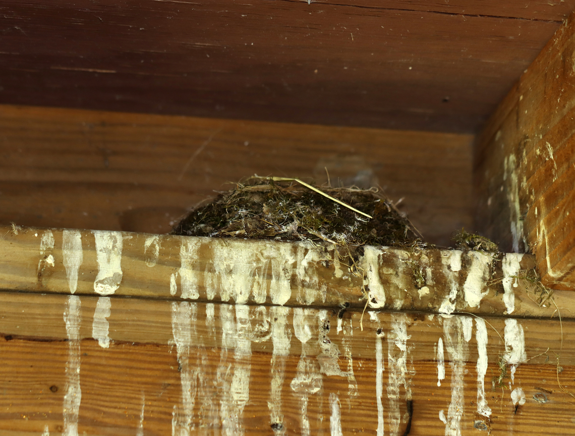 Eastern Phoebe - Sayornis phoebe **Here&#039;s the nest they were defending. I didn&#039;t hear any babies, but judging by the bird poop, it must be a popular nesting spot.<br />
<br />
This poor bird (and its mate) was so annoyed at me. I had been hiking and came upon a bird blind. I was tired and decided to sit for a few minutes. I didn&#039;t realize they had a nest in the blind, but they were very blunt with their displeasure as they continuously chirped at me and flew at my head. I felt so bad for the stress that I caused them that I left, but not before getting a few photos of these little characters. They will make excellent parents, no doubt.<br />
<br />
I only had my macro lens with me as I didn&#039;t intend to do any birding.<br />
<br />
Habitat: Deciduous forest/pond edge<br />
<br />
<figure class="photo"><a href="https://www.jungledragon.com/image/135716/eastern_phoebe_-_sayornis_phoebe.html" title="Eastern Phoebe - Sayornis phoebe"><img src="https://s3.amazonaws.com/media.jungledragon.com/images/3232/135716_thumb.jpg?AWSAccessKeyId=05GMT0V3GWVNE7GGM1R2&Expires=1767225610&Signature=RCzTnp5t2rz%2FQ3cEuSacggflqDM%3D" width="200" height="152" alt="Eastern Phoebe - Sayornis phoebe **Here&#039;s the nest they were defending. I didn&#039;t hear any babies, but judging by the bird poop, it must be a popular nesting spot.<br />
<br />
This poor bird (and its mate) was so annoyed at me. I had been hiking and came upon a bird blind. I was tired and decided to sit for a few minutes. I didn&#039;t realize they had a nest in the blind, but they were very blunt with their displeasure as they continuously chirped at me and flew at my head. I felt so bad for the stress that I caused them that I left, but not before getting a few photos of these little characters. They will make excellent parents, no doubt.<br />
<br />
I only had my macro lens with me as I didn&#039;t intend to do any birding.<br />
<br />
Habitat: Deciduous forest/pond edge<br />
<br />
https://www.jungledragon.com/image/135716/eastern_phoebe_-_sayornis_phoebe.html<br />
https://www.jungledragon.com/image/135712/eastern_phoebe_-_sayornis_phoebe.html<br />
https://www.jungledragon.com/image/135715/eastern_phoebe_-_sayornis_phoebe.html<br />
https://www.jungledragon.com/image/135714/eastern_phoebe_-_sayornis_phoebe.html<br />
https://www.jungledragon.com/image/135713/eastern_phoebe_-_sayornis_phoebe.html Eastern Phoebe,Geotagged,Sayornis phoebe,Spring,United States" /></a></figure><br />
<figure class="photo"><a href="https://www.jungledragon.com/image/135712/eastern_phoebe_-_sayornis_phoebe.html" title="Eastern Phoebe - Sayornis phoebe"><img src="https://s3.amazonaws.com/media.jungledragon.com/images/3232/135712_thumb.jpg?AWSAccessKeyId=05GMT0V3GWVNE7GGM1R2&Expires=1767225610&Signature=W67UR5rH1jHQux74AiCjtIdgycA%3D" width="200" height="158" alt="Eastern Phoebe - Sayornis phoebe This poor bird (and its mate) was so annoyed at me. I had been hiking and came upon a bird blind. I was tired and decided to sit for a few minutes. I didn&#039;t realize they had a nest in the blind, but they were very blunt with their displeasure as they continuously chirped at me and flew at my head. I felt so bad for the stress that I caused them that I left, but not before getting a few photos of these little characters. They will make excellent parents, no doubt.<br />
<br />
I only had my macro lens with me as I didn&#039;t intend to do any birding.<br />
<br />
Habitat: Deciduous forest/pond edge<br />
https://www.jungledragon.com/image/135716/eastern_phoebe_-_sayornis_phoebe.html<br />
https://www.jungledragon.com/image/135712/eastern_phoebe_-_sayornis_phoebe.html<br />
https://www.jungledragon.com/image/135715/eastern_phoebe_-_sayornis_phoebe.html<br />
https://www.jungledragon.com/image/135714/eastern_phoebe_-_sayornis_phoebe.html<br />
https://www.jungledragon.com/image/135713/eastern_phoebe_-_sayornis_phoebe.html Eastern Phoebe,Geotagged,Sayornis,Sayornis phoebe,Spring,United States,phoebe" /></a></figure><br />
<figure class="photo"><a href="https://www.jungledragon.com/image/135715/eastern_phoebe_-_sayornis_phoebe.html" title="Eastern Phoebe - Sayornis phoebe"><img src="https://s3.amazonaws.com/media.jungledragon.com/images/3232/135715_thumb.jpg?AWSAccessKeyId=05GMT0V3GWVNE7GGM1R2&Expires=1767225610&Signature=skm5RUTBJDVseMvj20%2FarVaDwsY%3D" width="200" height="158" alt="Eastern Phoebe - Sayornis phoebe **It was giving me the stink eye.<br />
<br />
This poor bird (and its mate) was so annoyed at me. I had been hiking and came upon a bird blind. I was tired and decided to sit for a few minutes. I didn&#039;t realize they had a nest in the blind, but they were very blunt with their displeasure as they continuously chirped at me and flew at my head. I felt so bad for the stress that I caused them that I left, but not before getting a few photos of these little characters. They will make excellent parents, no doubt.<br />
<br />
I only had my macro lens with me as I didn&#039;t intend to do any birding.<br />
<br />
Habitat: Deciduous forest/pond edge<br />
https://www.jungledragon.com/image/135716/eastern_phoebe_-_sayornis_phoebe.html<br />
https://www.jungledragon.com/image/135712/eastern_phoebe_-_sayornis_phoebe.html<br />
https://www.jungledragon.com/image/135715/eastern_phoebe_-_sayornis_phoebe.html<br />
https://www.jungledragon.com/image/135714/eastern_phoebe_-_sayornis_phoebe.html<br />
https://www.jungledragon.com/image/135713/eastern_phoebe_-_sayornis_phoebe.html Eastern Phoebe,Geotagged,Sayornis phoebe,Spring,United States" /></a></figure><br />
<figure class="photo"><a href="https://www.jungledragon.com/image/135714/eastern_phoebe_-_sayornis_phoebe.html" title="Eastern Phoebe - Sayornis phoebe"><img src="https://s3.amazonaws.com/media.jungledragon.com/images/3232/135714_thumb.jpg?AWSAccessKeyId=05GMT0V3GWVNE7GGM1R2&Expires=1767225610&Signature=ZfnkXGcXiN%2BRD1FHphGwvFnkW3g%3D" width="200" height="164" alt="Eastern Phoebe - Sayornis phoebe **It kept fanning out its tail -- I wonder if this is a defensive tactic?<br />
<br />
This poor bird (and its mate) was so annoyed at me. I had been hiking and came upon a bird blind. I was tired and decided to sit for a few minutes. I didn&#039;t realize they had a nest in the blind, but they were very blunt with their displeasure as they continuously chirped at me and flew at my head. I felt so bad for the stress that I caused them that I left, but not before getting a few photos of these little characters. They will make excellent parents, no doubt.<br />
<br />
I only had my macro lens with me as I didn&#039;t intend to do any birding.<br />
<br />
Habitat: Deciduous forest/pond edge<br />
https://www.jungledragon.com/image/135716/eastern_phoebe_-_sayornis_phoebe.html<br />
https://www.jungledragon.com/image/135712/eastern_phoebe_-_sayornis_phoebe.html<br />
https://www.jungledragon.com/image/135715/eastern_phoebe_-_sayornis_phoebe.html<br />
https://www.jungledragon.com/image/135714/eastern_phoebe_-_sayornis_phoebe.html<br />
https://www.jungledragon.com/image/135713/eastern_phoebe_-_sayornis_phoebe.html Eastern Phoebe,Geotagged,Sayornis phoebe,Spring,United States" /></a></figure><br />
<figure class="photo"><a href="https://www.jungledragon.com/image/135713/eastern_phoebe_-_sayornis_phoebe.html" title="Eastern Phoebe - Sayornis phoebe"><img src="https://s3.amazonaws.com/media.jungledragon.com/images/3232/135713_thumb.jpg?AWSAccessKeyId=05GMT0V3GWVNE7GGM1R2&Expires=1767225610&Signature=HrXouh25%2BfrS9B8cYab%2BEJSQgdA%3D" width="200" height="162" alt="Eastern Phoebe - Sayornis phoebe This poor bird (and its mate) was so annoyed at me. I had been hiking and came upon a bird blind. I was tired and decided to sit for a few minutes. I didn&#039;t realize they had a nest in the blind, but they were very blunt with their displeasure as they continuously chirped at me and flew at my head. I felt so bad for the stress that I caused them that I left, but not before getting a few photos of these little characters. They will make excellent parents, no doubt.<br />
<br />
I only had my macro lens with me as I didn&#039;t intend to do any birding.<br />
<br />
Habitat: Deciduous forest/pond edge<br />
https://www.jungledragon.com/image/135716/eastern_phoebe_-_sayornis_phoebe.html<br />
https://www.jungledragon.com/image/135712/eastern_phoebe_-_sayornis_phoebe.html<br />
https://www.jungledragon.com/image/135715/eastern_phoebe_-_sayornis_phoebe.html<br />
https://www.jungledragon.com/image/135714/eastern_phoebe_-_sayornis_phoebe.html<br />
https://www.jungledragon.com/image/135713/eastern_phoebe_-_sayornis_phoebe.html Eastern Phoebe,Geotagged,Sayornis phoebe,Spring,United States" /></a></figure> Eastern Phoebe,Geotagged,Sayornis phoebe,Spring,United States