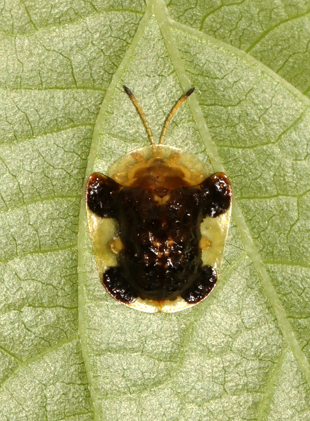 Clavate Tortoise Beetle - Plagiometriona clavata It pays to look up! This beetle was on a leaf above my head. This is the first time I&#039;ve seen this species!<br />
<br />
Habitat: Mixed, mesic forest<br />
<figure class="photo"><a href="https://www.jungledragon.com/image/135767/clavate_tortoise_beetle_-_plagiometriona_clavata.html" title="Clavate Tortoise Beetle - Plagiometriona clavata"><img src="https://s3.amazonaws.com/media.jungledragon.com/images/3232/135767_thumb.jpg?AWSAccessKeyId=05GMT0V3GWVNE7GGM1R2&Expires=1769040010&Signature=eFmkvKKR3DwRiq8B3Zu4gIoGR1A%3D" width="114" height="152" alt="Clavate Tortoise Beetle - Plagiometriona clavata It pays to look up! This beetle was on a leaf above my head. This is the first time I&#039;ve seen this species!<br />
<br />
Habitat: Mixed, mesic forest<br />
https://www.jungledragon.com/image/135767/clavate_tortoise_beetle_-_plagiometriona_clavata.html<br />
https://www.jungledragon.com/image/135769/clavate_tortoise_beetle_-_plagiometriona_clavata.html<br />
https://www.jungledragon.com/image/135768/clavate_tortoise_beetle_-_plagiometriona_clavata.html<br />
 Clavate Tortoise Beetle,Geotagged,Plagiometriona clavata,Spring,United States" /></a></figure><br />
<figure class="photo"><a href="https://www.jungledragon.com/image/135769/clavate_tortoise_beetle_-_plagiometriona_clavata.html" title="Clavate Tortoise Beetle - Plagiometriona clavata"><img src="https://s3.amazonaws.com/media.jungledragon.com/images/3232/135769_thumb.jpg?AWSAccessKeyId=05GMT0V3GWVNE7GGM1R2&Expires=1769040010&Signature=hNq9Z7cRdBZ18KwYlusG2TzlNVY%3D" width="200" height="150" alt="Clavate Tortoise Beetle - Plagiometriona clavata It pays to look up! This beetle was on a leaf above my head. This is the first time I&#039;ve seen this species!<br />
<br />
Habitat: Mixed, mesic forest<br />
https://www.jungledragon.com/image/135767/clavate_tortoise_beetle_-_plagiometriona_clavata.html<br />
https://www.jungledragon.com/image/135769/clavate_tortoise_beetle_-_plagiometriona_clavata.html<br />
https://www.jungledragon.com/image/135768/clavate_tortoise_beetle_-_plagiometriona_clavata.html Clavate Tortoise Beetle,Geotagged,Plagiometriona clavata,Spring,United States" /></a></figure><br />
<figure class="photo"><a href="https://www.jungledragon.com/image/135768/clavate_tortoise_beetle_-_plagiometriona_clavata.html" title="Clavate Tortoise Beetle - Plagiometriona clavata"><img src="https://s3.amazonaws.com/media.jungledragon.com/images/3232/135768_thumb.jpg?AWSAccessKeyId=05GMT0V3GWVNE7GGM1R2&Expires=1769040010&Signature=zfVx%2FXdx0By3BBWu0yGtFRU5vQg%3D" width="200" height="162" alt="Clavate Tortoise Beetle - Plagiometriona clavata It pays to look up! This beetle was on a leaf above my head. This is the first time I&#039;ve seen this species!<br />
<br />
Habitat: Mixed, mesic forest<br />
https://www.jungledragon.com/image/135767/clavate_tortoise_beetle_-_plagiometriona_clavata.html<br />
https://www.jungledragon.com/image/135769/clavate_tortoise_beetle_-_plagiometriona_clavata.html<br />
https://www.jungledragon.com/image/135768/clavate_tortoise_beetle_-_plagiometriona_clavata.html Chrysomelidae,Clavate Tortoise Beetle,Geotagged,Helocassis clavata,Plagiometriona,Plagiometriona clavata,Spring,United States,beetle,tortoise beetle" /></a></figure><br />
 Clavate Tortoise Beetle,Geotagged,Plagiometriona clavata,Spring,United States