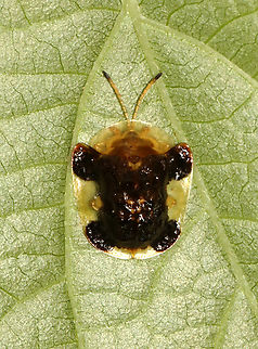 Clavate Tortoise Beetle - Plagiometriona clavata It pays to look up! This beetle was on a leaf above my head. This is the first time I've seen this species!

Habitat: Mixed, mesic forest
https://www.jungledragon.com/image/135767/clavate_tortoise_beetle_-_plagiometriona_clavata.html
https://www.jungledragon.com/image/135769/clavate_tortoise_beetle_-_plagiometriona_clavata.html
https://www.jungledragon.com/image/135768/clavate_tortoise_beetle_-_plagiometriona_clavata.html
 Clavate Tortoise Beetle,Geotagged,Plagiometriona clavata,Spring,United States
