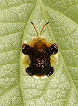 Clavate Tortoise Beetle - Plagiometriona clavata It pays to look up! This beetle was on a leaf above my head. This is the first time I've seen this species!<br />
<br />
Habitat: Mixed, mesic forest<br />
https://www.jungledragon.com/image/135767/clavate_tortoise_beetle_-_plagiometriona_clavata.html<br />
https://www.jungledragon.com/image/135769/clavate_tortoise_beetle_-_plagiometriona_clavata.html<br />
https://www.jungledragon.com/image/135768/clavate_tortoise_beetle_-_plagiometriona_clavata.html<br />
 Clavate Tortoise Beetle,Geotagged,Plagiometriona clavata,Spring,United States