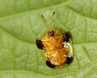 Clavate Tortoise Beetle - Plagiometriona clavata It pays to look up! This beetle was on a leaf above my head. This is the first time I've seen this species!<br />
<br />
Habitat: Mixed, mesic forest<br />
https://www.jungledragon.com/image/135767/clavate_tortoise_beetle_-_plagiometriona_clavata.html<br />
https://www.jungledragon.com/image/135769/clavate_tortoise_beetle_-_plagiometriona_clavata.html<br />
https://www.jungledragon.com/image/135768/clavate_tortoise_beetle_-_plagiometriona_clavata.html Chrysomelidae,Clavate Tortoise Beetle,Geotagged,Helocassis clavata,Plagiometriona,Plagiometriona clavata,Spring,United States,beetle,tortoise beetle