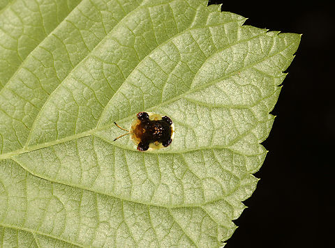Clavate Tortoise Beetle - Plagiometriona clavata It pays to look up! This beetle was on a leaf above my head. This is the first time I've seen this species!

Habitat: Mixed, mesic forest
https://www.jungledragon.com/image/135767/clavate_tortoise_beetle_-_plagiometriona_clavata.html
https://www.jungledragon.com/image/135769/clavate_tortoise_beetle_-_plagiometriona_clavata.html
https://www.jungledragon.com/image/135768/clavate_tortoise_beetle_-_plagiometriona_clavata.html Clavate Tortoise Beetle,Geotagged,Plagiometriona clavata,Spring,United States