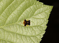 Clavate Tortoise Beetle - Plagiometriona clavata It pays to look up! This beetle was on a leaf above my head. This is the first time I've seen this species!<br />
<br />
Habitat: Mixed, mesic forest<br />
https://www.jungledragon.com/image/135767/clavate_tortoise_beetle_-_plagiometriona_clavata.html<br />
https://www.jungledragon.com/image/135769/clavate_tortoise_beetle_-_plagiometriona_clavata.html<br />
https://www.jungledragon.com/image/135768/clavate_tortoise_beetle_-_plagiometriona_clavata.html Clavate Tortoise Beetle,Geotagged,Plagiometriona clavata,Spring,United States