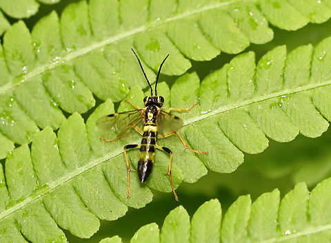 Sawfly - Suborder Symphyta Habitat: Mesic, mixed forest Geotagged,Spring,Symphyta,United States,sawfly,wasp
