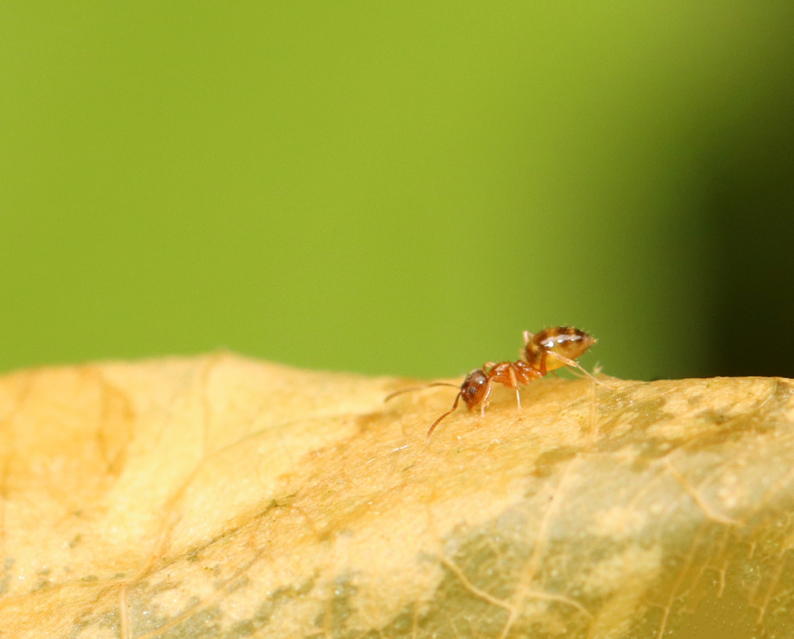 Yellow-footed Ant - Nylanderia flavipes There were a bunch of these ants in the leaf litter, but they were so fast that it was hard to get shots.<br />
<br />
Habitat: Mixed, mesic forest Geotagged,Nylanderia,Nylanderia flavipes,Spring,United States,Yellow-footed Ant,ant,crazy ant,hymenoptera