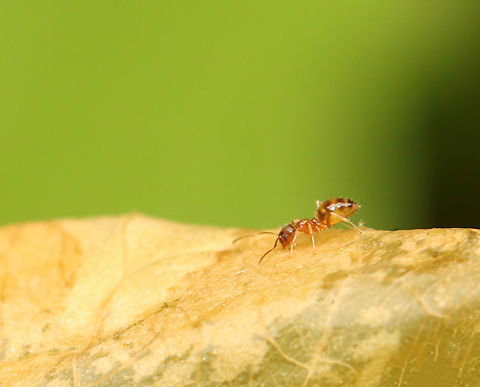 Yellow-footed Ant - Nylanderia flavipes There were a bunch of these ants in the leaf litter, but they were so fast that it was hard to get shots.

Habitat: Mixed, mesic forest Geotagged,Nylanderia,Nylanderia flavipes,Spring,United States,Yellow-footed Ant,ant,crazy ant,hymenoptera
