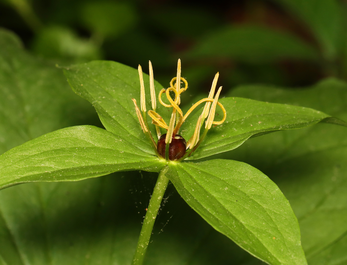 True Lover's Knot - Paris sp. Habitat: Mixed forest/bog edge<br />
<br />
Same spotting as here:<br />
<figure class="photo"><a href="https://www.jungledragon.com/image/134768/true_lovers_knot_-_paris_sp.html" title="True Lover&#039;s Knot - Paris sp."><img src="https://s3.amazonaws.com/media.jungledragon.com/images/3232/134768_thumb.jpg?AWSAccessKeyId=05GMT0V3GWVNE7GGM1R2&Expires=1759968010&Signature=cKPw7julv9Zch%2FXgHC0Lmep1Uuo%3D" width="200" height="134" alt="True Lover&#039;s Knot - Paris sp. This is an unusual and rare plant to be growing in upstate New York. I&#039;ve been consulting experts and the species ID is uncertain so far. It might be Paris verticillata, but Paris quadrifolia is also possible. It might have initially been planted. Last year, I counted one plant, but yesterday, I noted at least 20 plants.<br />
<br />
Habitat: Mixed forest/bog edge; upstate New York<br />
<br />
https://www.jungledragon.com/image/134764/true_lovers_knot_-_paris_sp.html<br />
https://www.jungledragon.com/image/134768/true_lovers_knot_-_paris_sp.html<br />
https://www.jungledragon.com/image/134767/true_lovers_knot_-_paris_sp.html<br />
https://www.jungledragon.com/image/134766/true_lovers_knot_-_paris_sp.html<br />
https://www.jungledragon.com/image/134765/true_lovers_knot_-_paris_sp.html<br />
<br />
Last year&#039;s observation:<br />
https://www.jungledragon.com/image/127248/paris_sp.html Paris,melanthiaceae,parideae,true lover&#039;s knot" /></a></figure> Geotagged,Spring,United States,paris,true lover's knot