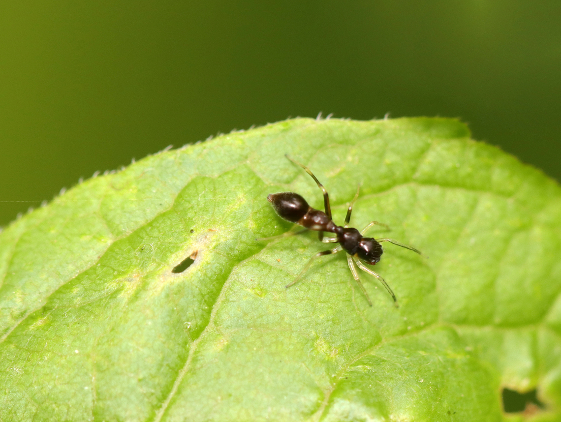 Slender Ant-mimic Jumping Spider - Synemosyna formica It almost had me fooled ;)<br />
<br />
Habitat: Mesic, mixed forest Ant-Mimicking Jumping Spider,Geotagged,Salticidae,Slender Ant-mimic Jumping Spider,Spring,Synemosyna,Synemosyna formica,United States,ant mimic,jumping spider,spider