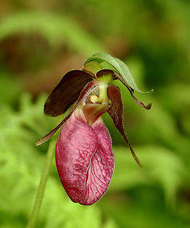 Pink Lady's Slipper