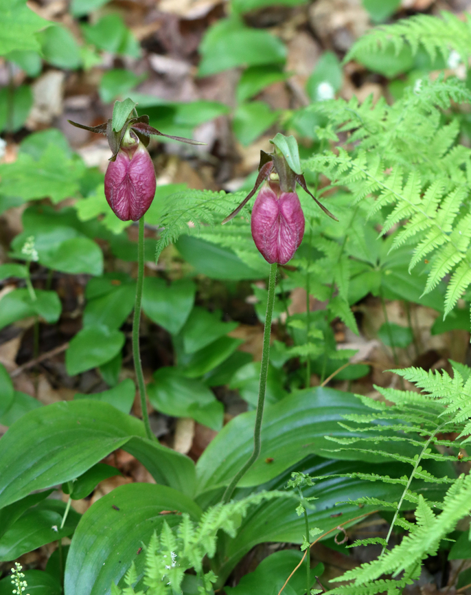 Pink Lady's Slipper - Cypripedium acaule Habitat: Mesic forest<br />
<figure class="photo"><a href="https://www.jungledragon.com/image/135782/pink_ladys_slipper_-_cypripedium_acaule.html" title="Pink Lady&#039;s Slipper - Cypripedium acaule"><img src="https://s3.amazonaws.com/media.jungledragon.com/images/3232/135782_thumb.jpg?AWSAccessKeyId=05GMT0V3GWVNE7GGM1R2&Expires=1767225610&Signature=OlFRaUUkvDIHwv7IiyiXysCUsWg%3D" width="128" height="152" alt="Pink Lady&#039;s Slipper - Cypripedium acaule Habitat: Mesic forest<br />
https://www.jungledragon.com/image/135782/pink_ladys_slipper_-_cypripedium_acaule.html<br />
https://www.jungledragon.com/image/135784/pink_ladys_slipper_-_cypripedium_acaule.html<br />
https://www.jungledragon.com/image/135783/pink_ladys_slipper_-_cypripedium_acaule.html Cypripedium acaule,Geotagged,Pink Lady&#039;s Slipper,Spring,United States" /></a></figure><br />
<figure class="photo"><a href="https://www.jungledragon.com/image/135784/pink_ladys_slipper_-_cypripedium_acaule.html" title="Pink Lady&#039;s Slipper - Cypripedium acaule"><img src="https://s3.amazonaws.com/media.jungledragon.com/images/3232/135784_thumb.jpg?AWSAccessKeyId=05GMT0V3GWVNE7GGM1R2&Expires=1767225610&Signature=rMxAu%2FLMaVdsWIAxHDqSmRRriJY%3D" width="116" height="152" alt="Pink Lady&#039;s Slipper - Cypripedium acaule Habitat: Mesic forest<br />
https://www.jungledragon.com/image/135782/pink_ladys_slipper_-_cypripedium_acaule.html<br />
https://www.jungledragon.com/image/135784/pink_ladys_slipper_-_cypripedium_acaule.html<br />
https://www.jungledragon.com/image/135783/pink_ladys_slipper_-_cypripedium_acaule.html Cypripedium,Cypripedium acaule,Geotagged,Pink Lady&#039;s Slipper,Spring,United States,lady&#039;s slipper,orchid" /></a></figure><br />
<figure class="photo"><a href="https://www.jungledragon.com/image/135783/pink_ladys_slipper_-_cypripedium_acaule.html" title="Pink Lady&#039;s Slipper - Cypripedium acaule"><img src="https://s3.amazonaws.com/media.jungledragon.com/images/3232/135783_thumb.jpg?AWSAccessKeyId=05GMT0V3GWVNE7GGM1R2&Expires=1767225610&Signature=eRPLP%2FOx%2BewGm1V%2BFpFfqAx1Ovk%3D" width="122" height="152" alt="Pink Lady&#039;s Slipper - Cypripedium acaule Habitat: Mesic forest<br />
https://www.jungledragon.com/image/135782/pink_ladys_slipper_-_cypripedium_acaule.html<br />
https://www.jungledragon.com/image/135784/pink_ladys_slipper_-_cypripedium_acaule.html<br />
https://www.jungledragon.com/image/135783/pink_ladys_slipper_-_cypripedium_acaule.html Cypripedium acaule,Geotagged,Pink Lady&#039;s Slipper,Spring,United States" /></a></figure> Cypripedium acaule,Geotagged,Pink Lady's Slipper,Spring,United States