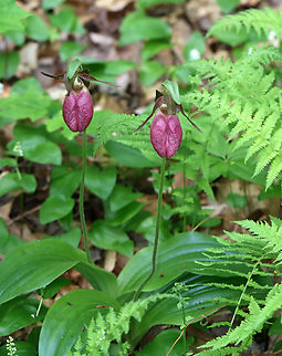 Pink Lady's Slipper - Cypripedium acaule Habitat: Mesic forest
https://www.jungledragon.com/image/135782/pink_ladys_slipper_-_cypripedium_acaule.html
https://www.jungledragon.com/image/135784/pink_ladys_slipper_-_cypripedium_acaule.html
https://www.jungledragon.com/image/135783/pink_ladys_slipper_-_cypripedium_acaule.html Cypripedium acaule,Geotagged,Pink Lady's Slipper,Spring,United States