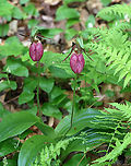 Pink Lady's Slipper - Cypripedium acaule Habitat: Mesic forest<br />
https://www.jungledragon.com/image/135782/pink_ladys_slipper_-_cypripedium_acaule.html<br />
https://www.jungledragon.com/image/135784/pink_ladys_slipper_-_cypripedium_acaule.html<br />
https://www.jungledragon.com/image/135783/pink_ladys_slipper_-_cypripedium_acaule.html Cypripedium acaule,Geotagged,Pink Lady's Slipper,Spring,United States