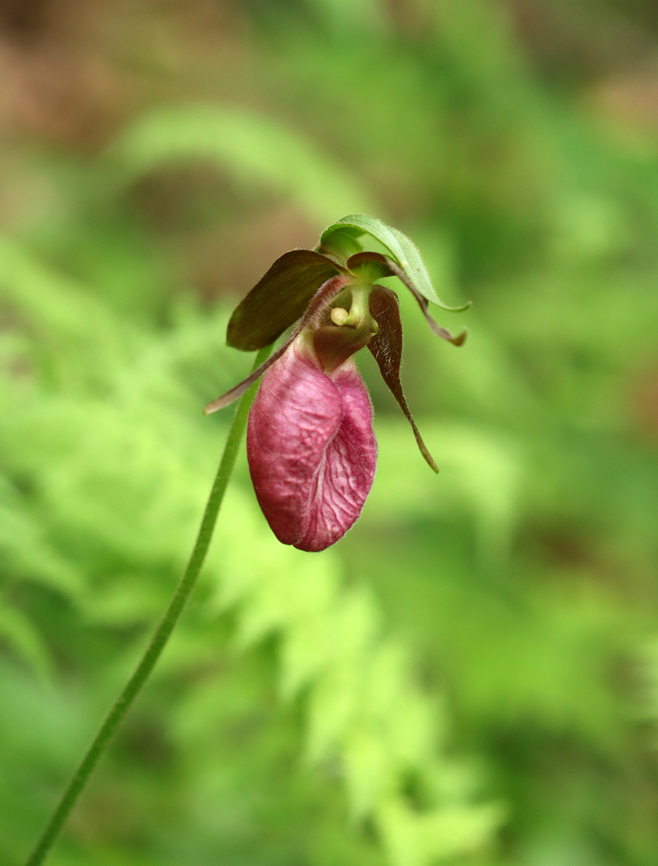 Pink Lady's Slipper - Cypripedium acaule Habitat: Mesic forest<br />
<figure class="photo"><a href="https://www.jungledragon.com/image/135782/pink_ladys_slipper_-_cypripedium_acaule.html" title="Pink Lady&#039;s Slipper - Cypripedium acaule"><img src="https://s3.amazonaws.com/media.jungledragon.com/images/3232/135782_thumb.jpg?AWSAccessKeyId=05GMT0V3GWVNE7GGM1R2&Expires=1767225610&Signature=OlFRaUUkvDIHwv7IiyiXysCUsWg%3D" width="128" height="152" alt="Pink Lady&#039;s Slipper - Cypripedium acaule Habitat: Mesic forest<br />
https://www.jungledragon.com/image/135782/pink_ladys_slipper_-_cypripedium_acaule.html<br />
https://www.jungledragon.com/image/135784/pink_ladys_slipper_-_cypripedium_acaule.html<br />
https://www.jungledragon.com/image/135783/pink_ladys_slipper_-_cypripedium_acaule.html Cypripedium acaule,Geotagged,Pink Lady&#039;s Slipper,Spring,United States" /></a></figure><br />
<figure class="photo"><a href="https://www.jungledragon.com/image/135784/pink_ladys_slipper_-_cypripedium_acaule.html" title="Pink Lady&#039;s Slipper - Cypripedium acaule"><img src="https://s3.amazonaws.com/media.jungledragon.com/images/3232/135784_thumb.jpg?AWSAccessKeyId=05GMT0V3GWVNE7GGM1R2&Expires=1767225610&Signature=rMxAu%2FLMaVdsWIAxHDqSmRRriJY%3D" width="116" height="152" alt="Pink Lady&#039;s Slipper - Cypripedium acaule Habitat: Mesic forest<br />
https://www.jungledragon.com/image/135782/pink_ladys_slipper_-_cypripedium_acaule.html<br />
https://www.jungledragon.com/image/135784/pink_ladys_slipper_-_cypripedium_acaule.html<br />
https://www.jungledragon.com/image/135783/pink_ladys_slipper_-_cypripedium_acaule.html Cypripedium,Cypripedium acaule,Geotagged,Pink Lady&#039;s Slipper,Spring,United States,lady&#039;s slipper,orchid" /></a></figure><br />
<figure class="photo"><a href="https://www.jungledragon.com/image/135783/pink_ladys_slipper_-_cypripedium_acaule.html" title="Pink Lady&#039;s Slipper - Cypripedium acaule"><img src="https://s3.amazonaws.com/media.jungledragon.com/images/3232/135783_thumb.jpg?AWSAccessKeyId=05GMT0V3GWVNE7GGM1R2&Expires=1767225610&Signature=eRPLP%2FOx%2BewGm1V%2BFpFfqAx1Ovk%3D" width="122" height="152" alt="Pink Lady&#039;s Slipper - Cypripedium acaule Habitat: Mesic forest<br />
https://www.jungledragon.com/image/135782/pink_ladys_slipper_-_cypripedium_acaule.html<br />
https://www.jungledragon.com/image/135784/pink_ladys_slipper_-_cypripedium_acaule.html<br />
https://www.jungledragon.com/image/135783/pink_ladys_slipper_-_cypripedium_acaule.html Cypripedium acaule,Geotagged,Pink Lady&#039;s Slipper,Spring,United States" /></a></figure> Cypripedium,Cypripedium acaule,Geotagged,Pink Lady's Slipper,Spring,United States,lady's slipper,orchid