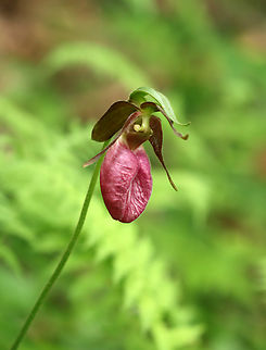 Pink Lady's Slipper - Cypripedium acaule Habitat: Mesic forest
https://www.jungledragon.com/image/135782/pink_ladys_slipper_-_cypripedium_acaule.html
https://www.jungledragon.com/image/135784/pink_ladys_slipper_-_cypripedium_acaule.html
https://www.jungledragon.com/image/135783/pink_ladys_slipper_-_cypripedium_acaule.html Cypripedium,Cypripedium acaule,Geotagged,Pink Lady's Slipper,Spring,United States,lady's slipper,orchid