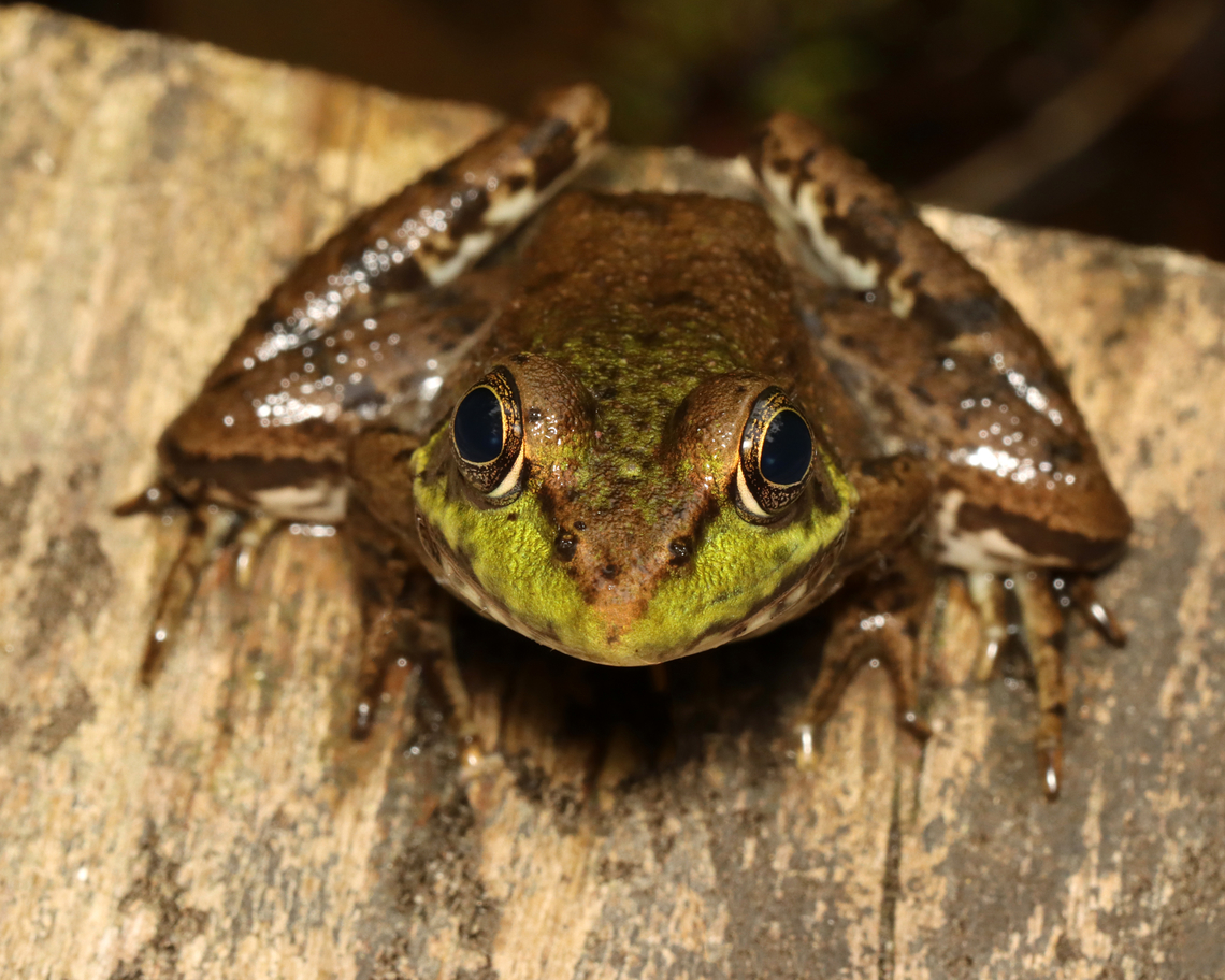 Green Frog - Lithobates clamitans I sat down next to this frog and we enjoyed nature together.<br />
<br />
Habitat: Mesic forest<br />
<figure class="photo"><a href="https://www.jungledragon.com/image/135788/green_frog_-_lithobates_clamitans.html" title="Green Frog - Lithobates clamitans"><img src="https://s3.amazonaws.com/media.jungledragon.com/images/3232/135788_thumb.jpg?AWSAccessKeyId=05GMT0V3GWVNE7GGM1R2&Expires=1767225610&Signature=V7uNVw3RAQ0fIRUizS2sCziX6J8%3D" width="200" height="150" alt="Green Frog - Lithobates clamitans I sat down next to this frog and we enjoyed nature together.<br />
<br />
Habitat: Mesic forest<br />
https://www.jungledragon.com/image/135787/green_frog_-_lithobates_clamitans.html Geotagged,Green frog,Lithobates clamitans,Spring,United States,frog,lithobates" /></a></figure> Geotagged,Green frog,Lithobates clamitans,Spring,United States
