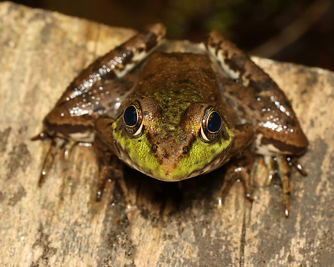 Green Frog - Lithobates clamitans I sat down next to this frog and we enjoyed nature together.

Habitat: Mesic forest
https://www.jungledragon.com/image/135788/green_frog_-_lithobates_clamitans.html Geotagged,Green frog,Lithobates clamitans,Spring,United States