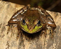 Green Frog - Lithobates clamitans I sat down next to this frog and we enjoyed nature together.<br />
<br />
Habitat: Mesic forest<br />
https://www.jungledragon.com/image/135788/green_frog_-_lithobates_clamitans.html Geotagged,Green frog,Lithobates clamitans,Spring,United States