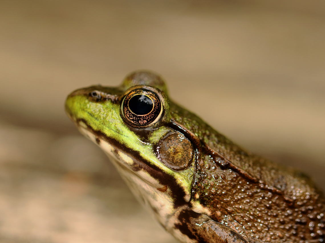 Green Frog - Lithobates clamitans I sat down next to this frog and we enjoyed nature together.<br />
<br />
Habitat: Mesic forest<br />
<figure class="photo"><a href="https://www.jungledragon.com/image/135787/green_frog_-_lithobates_clamitans.html" title="Green Frog - Lithobates clamitans"><img src="https://s3.amazonaws.com/media.jungledragon.com/images/3232/135787_thumb.jpg?AWSAccessKeyId=05GMT0V3GWVNE7GGM1R2&Expires=1767225610&Signature=fKn5Z440cOJX4GU1XLwygvzszG0%3D" width="200" height="160" alt="Green Frog - Lithobates clamitans I sat down next to this frog and we enjoyed nature together.<br />
<br />
Habitat: Mesic forest<br />
https://www.jungledragon.com/image/135788/green_frog_-_lithobates_clamitans.html Geotagged,Green frog,Lithobates clamitans,Spring,United States" /></a></figure> Geotagged,Green frog,Lithobates clamitans,Spring,United States,frog,lithobates